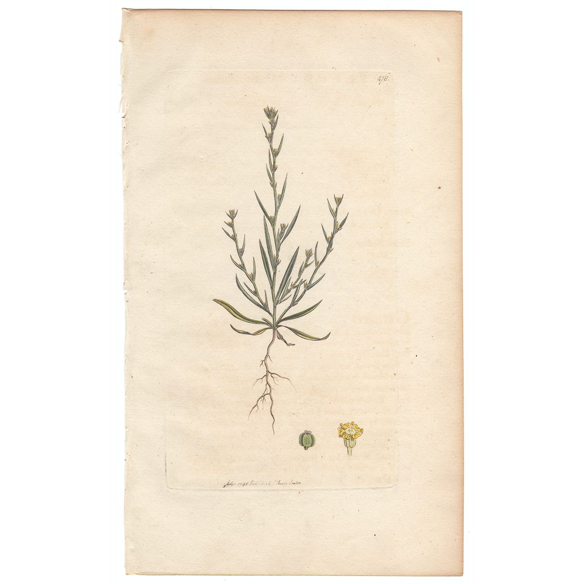 Sowerby Botany Plate 478 Slender Thorough-wax, or Hare's-ear