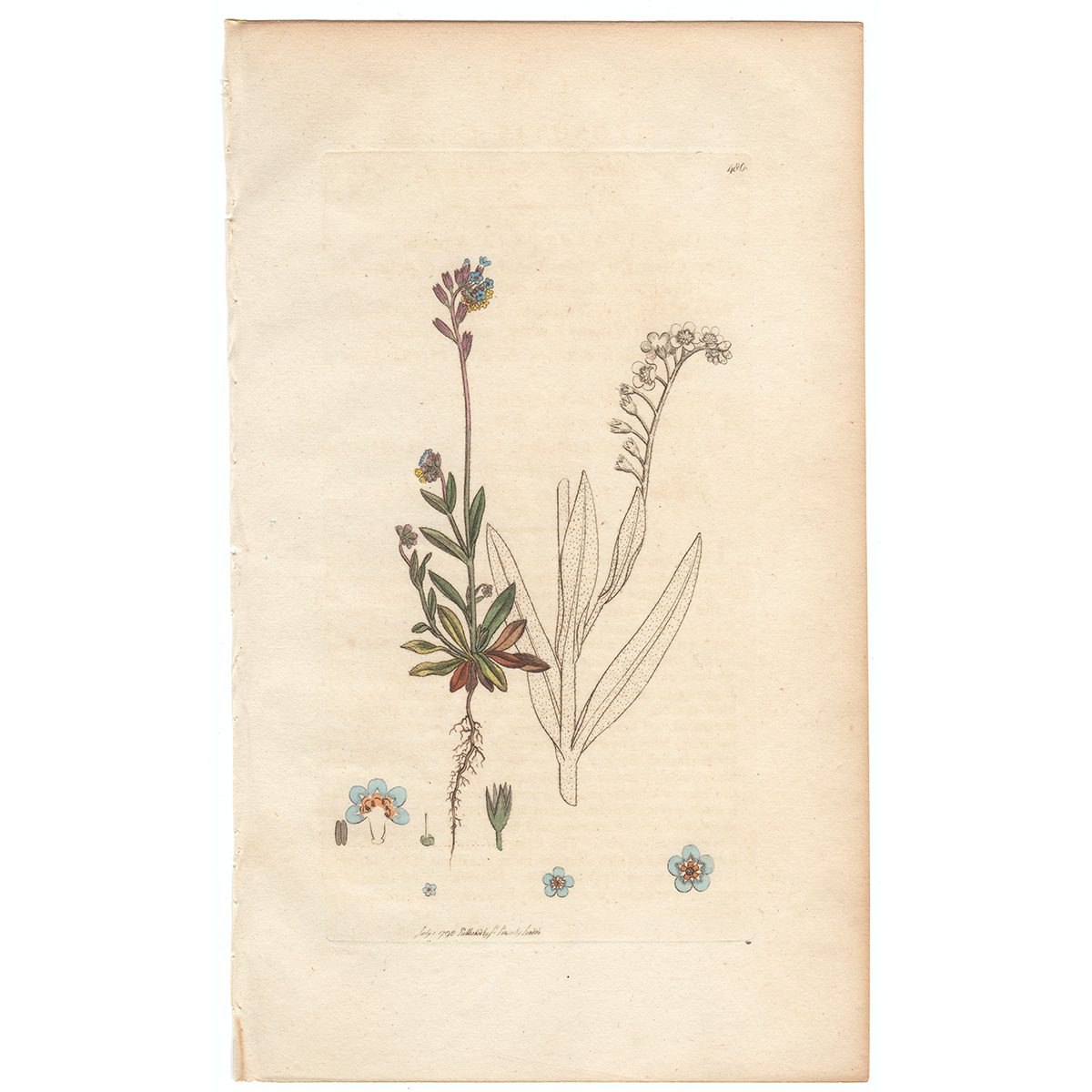 Sowerby Botany Plate 480 Mouse-ear Scorpion-grass