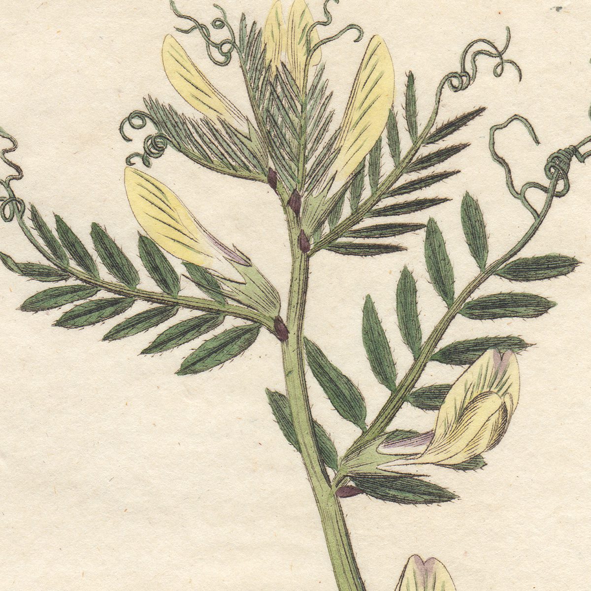 James Sowerby English Botany