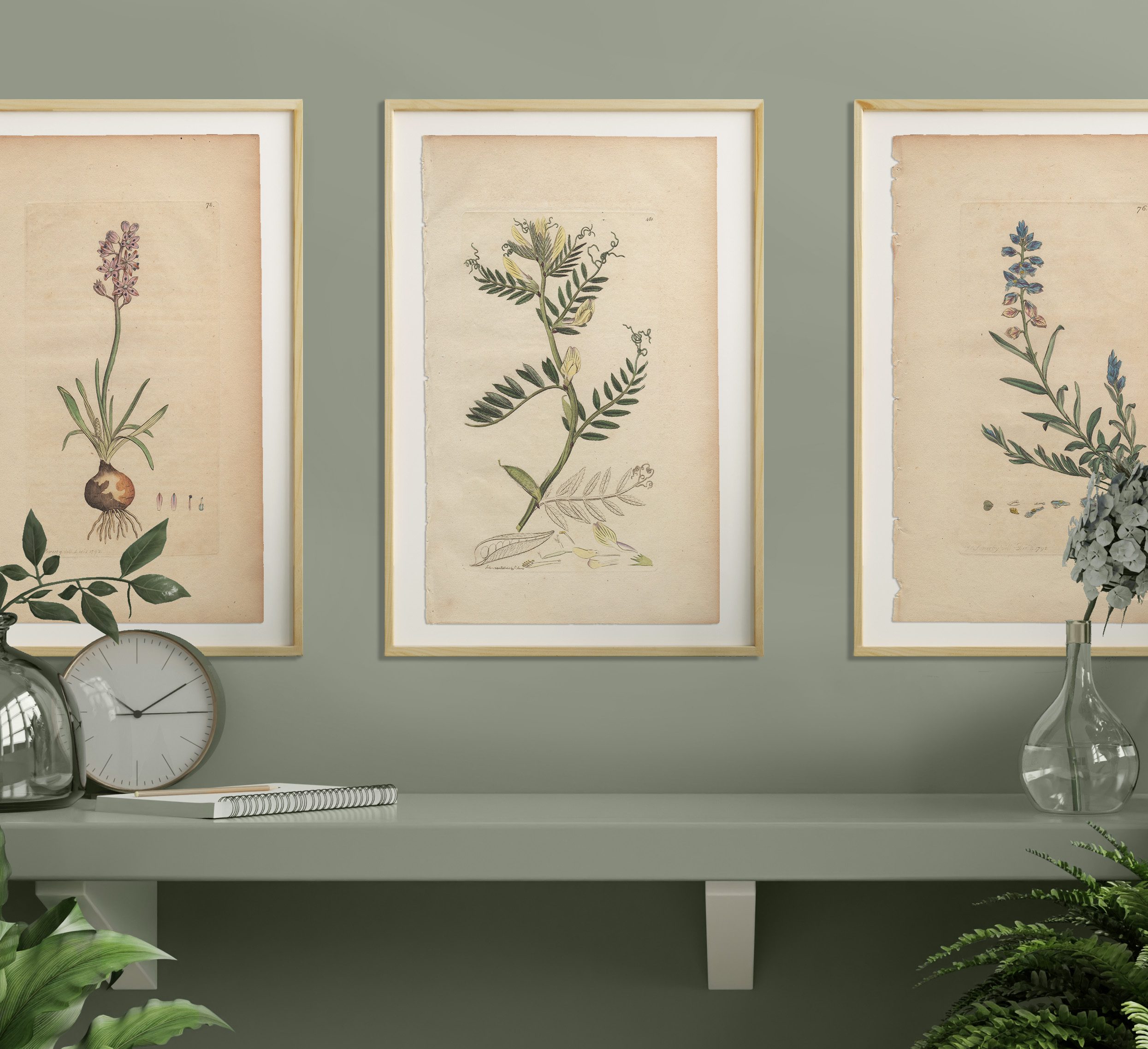 James Sowerby English Botany