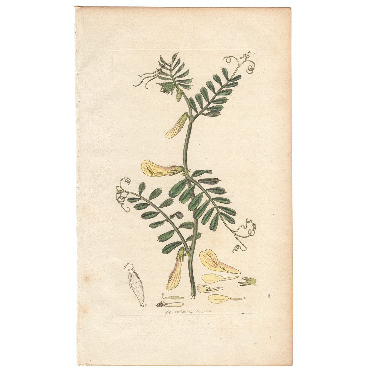 Sowerby Botany Plate 482 Hairy-flowered Yellow Vetch