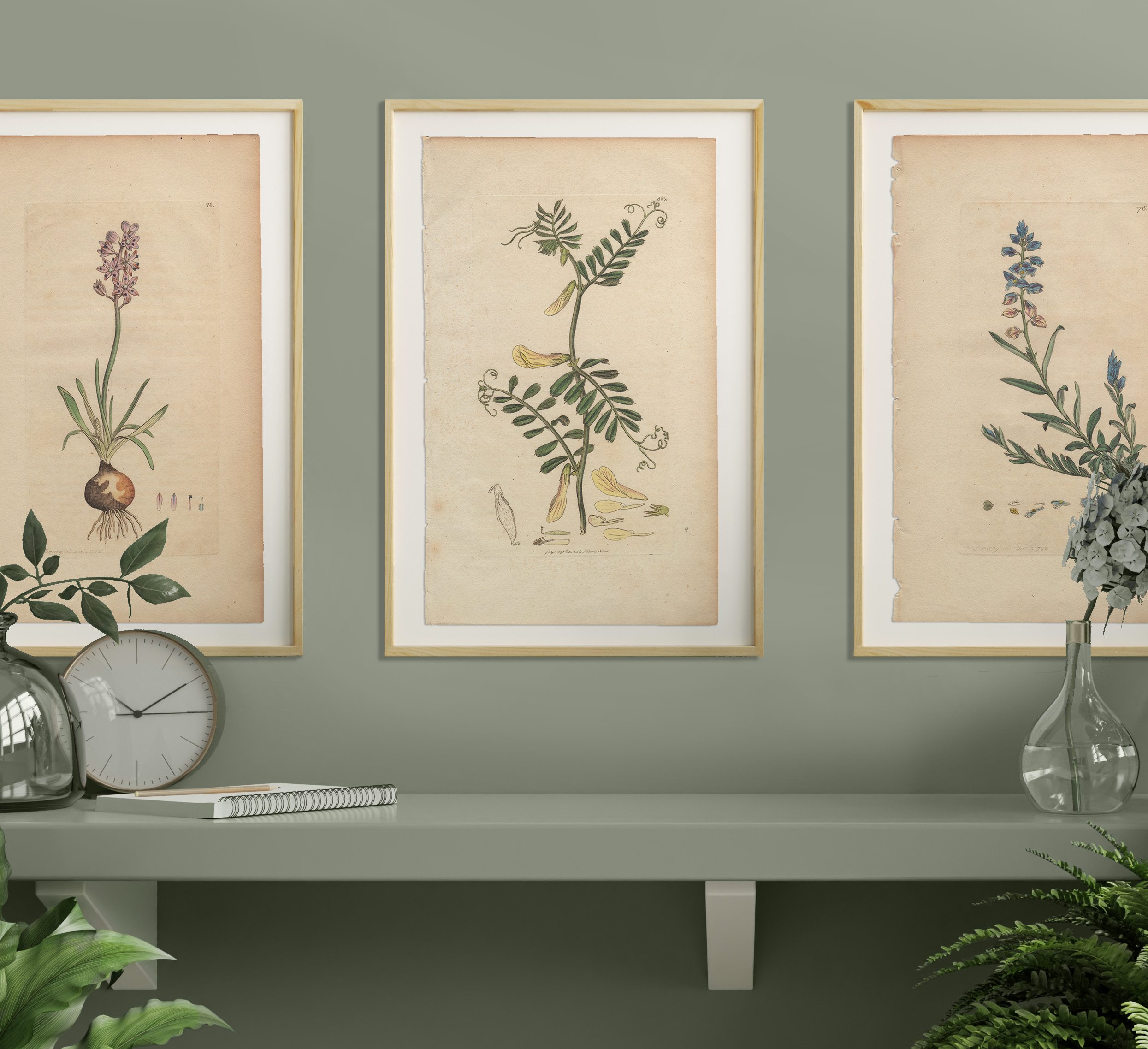 James Sowerby English Botany