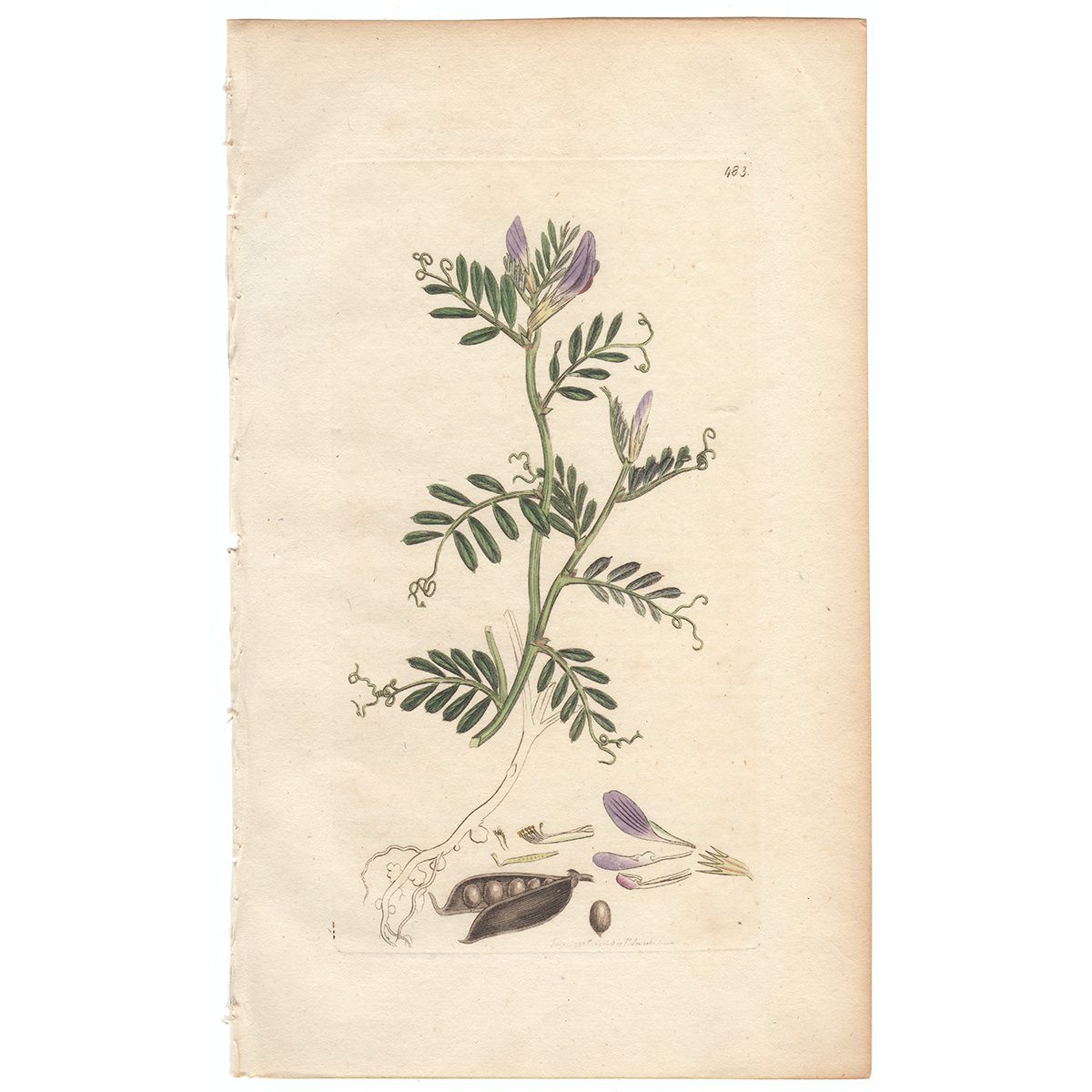 Sowerby Botany Plate 483 Smooth-podded Sea Vetch