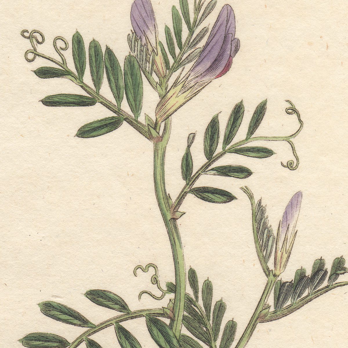 James Sowerby English Botany