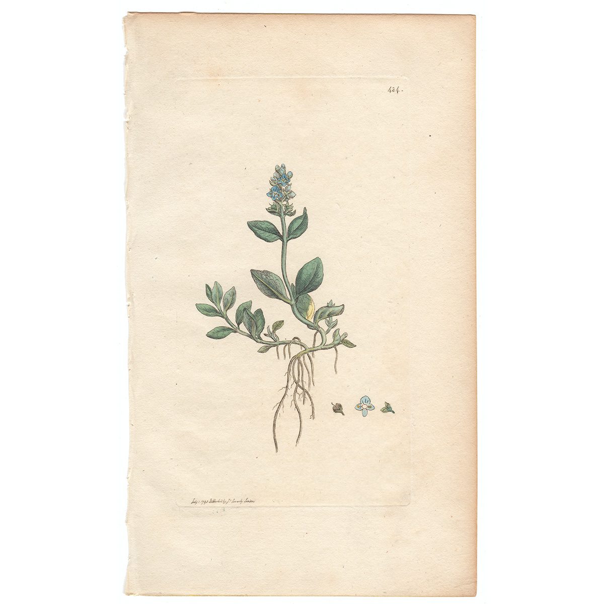 Sowerby Botany Plate 484 Alpine Speedwell