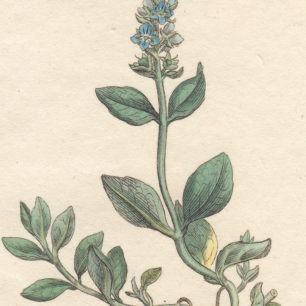 James Sowerby English Botany