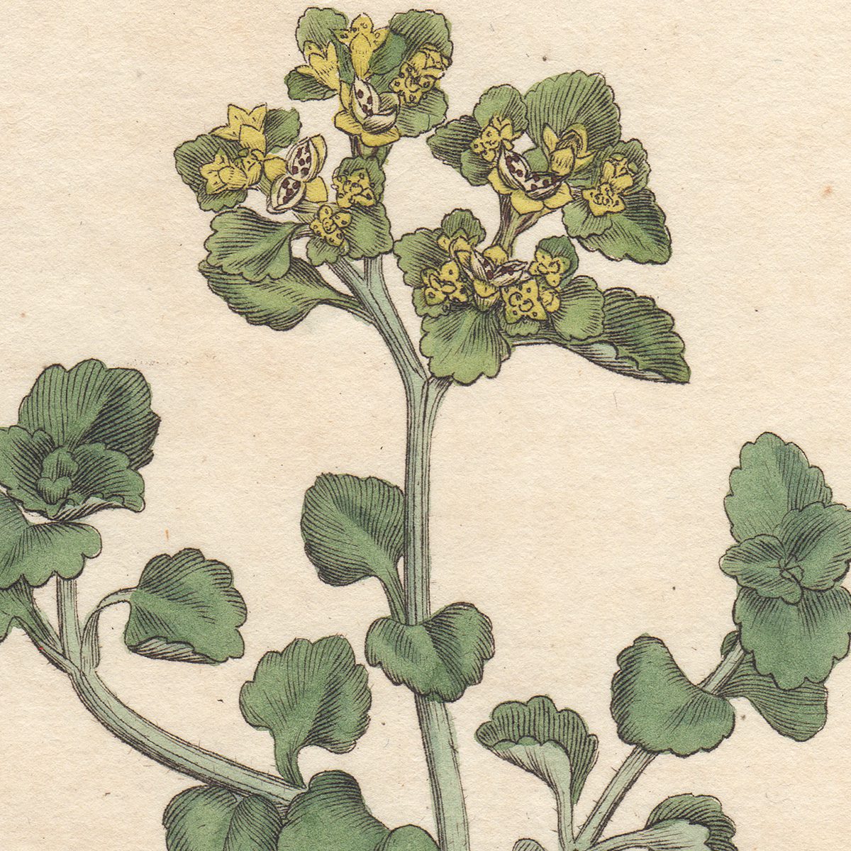 James Sowerby English Botany