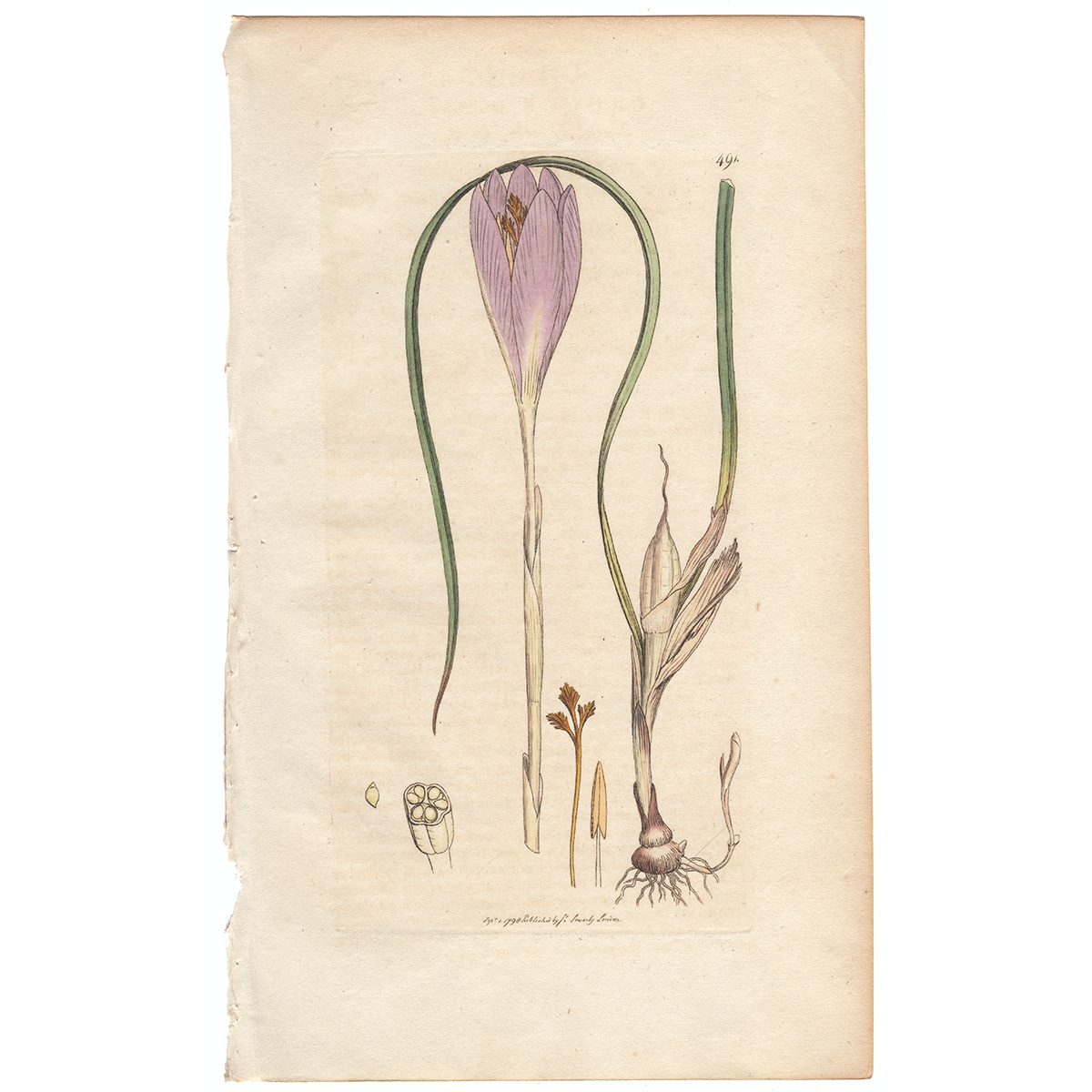 Sowerby Botany Plate 491 Naked-flowering Crocus