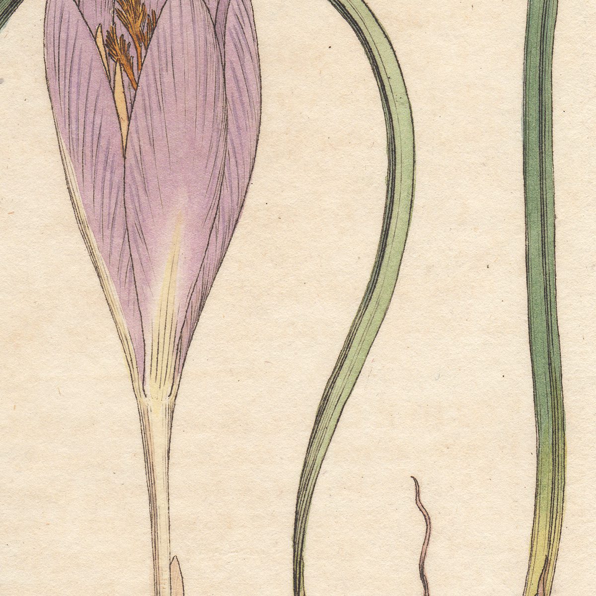 James Sowerby English Botany