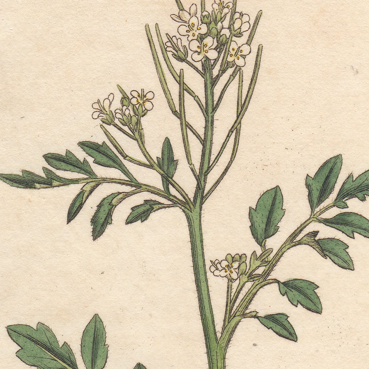 James Sowerby English Botany