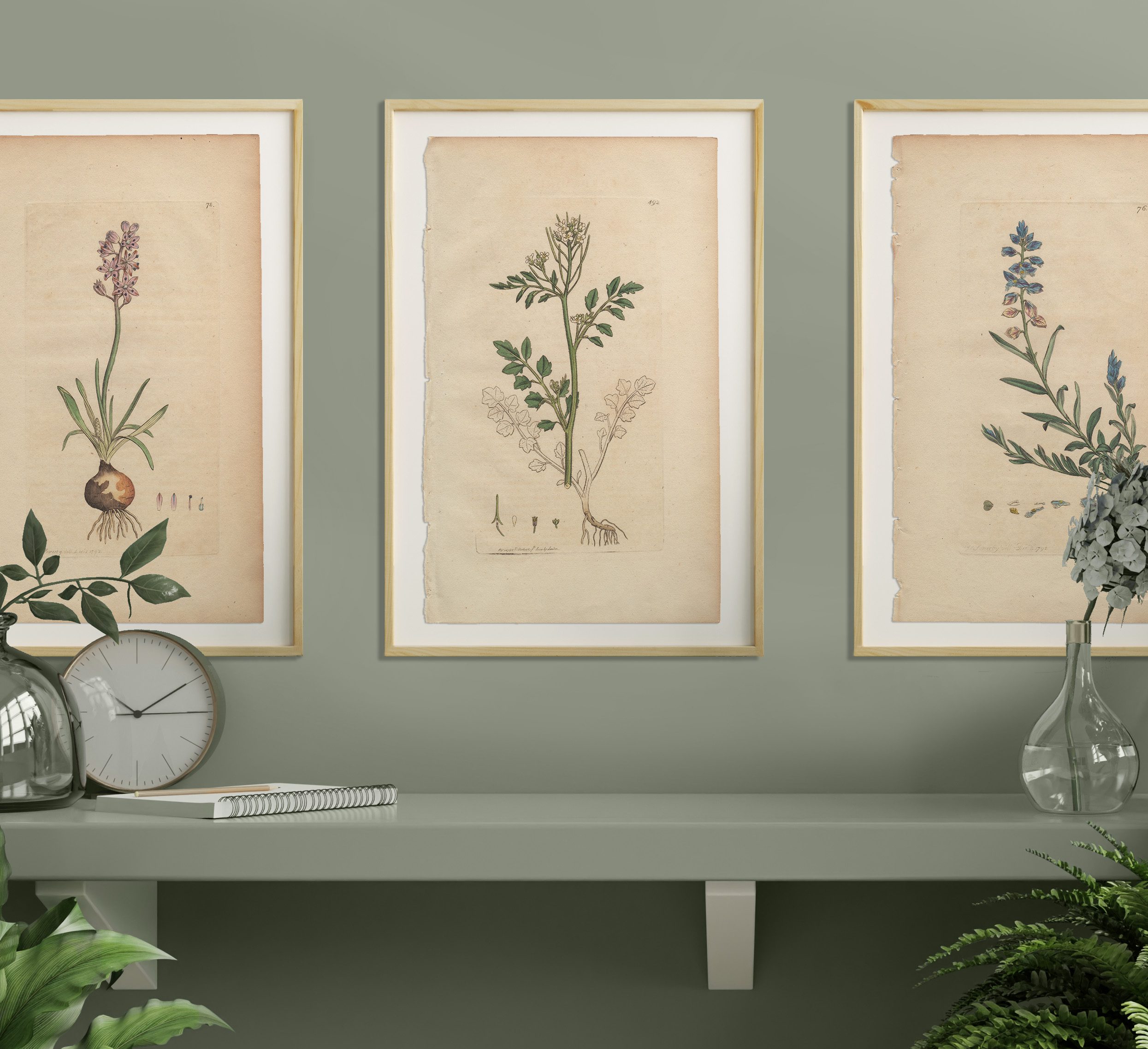 James Sowerby English Botany