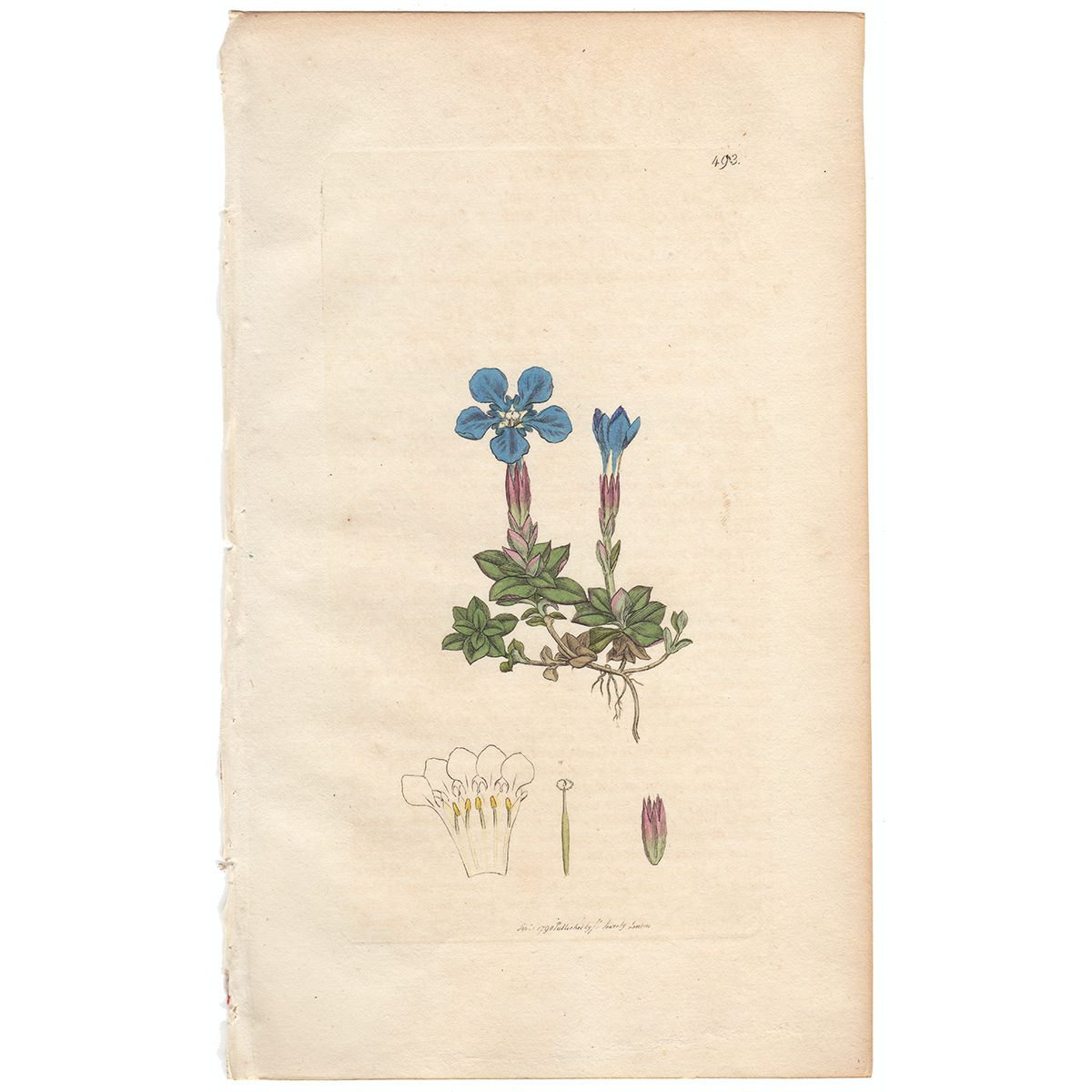 Sowerby Botany Plate 493 Spring Gentian