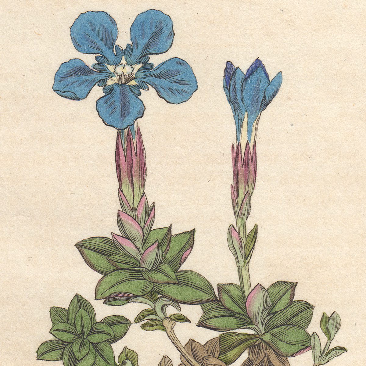 James Sowerby English Botany