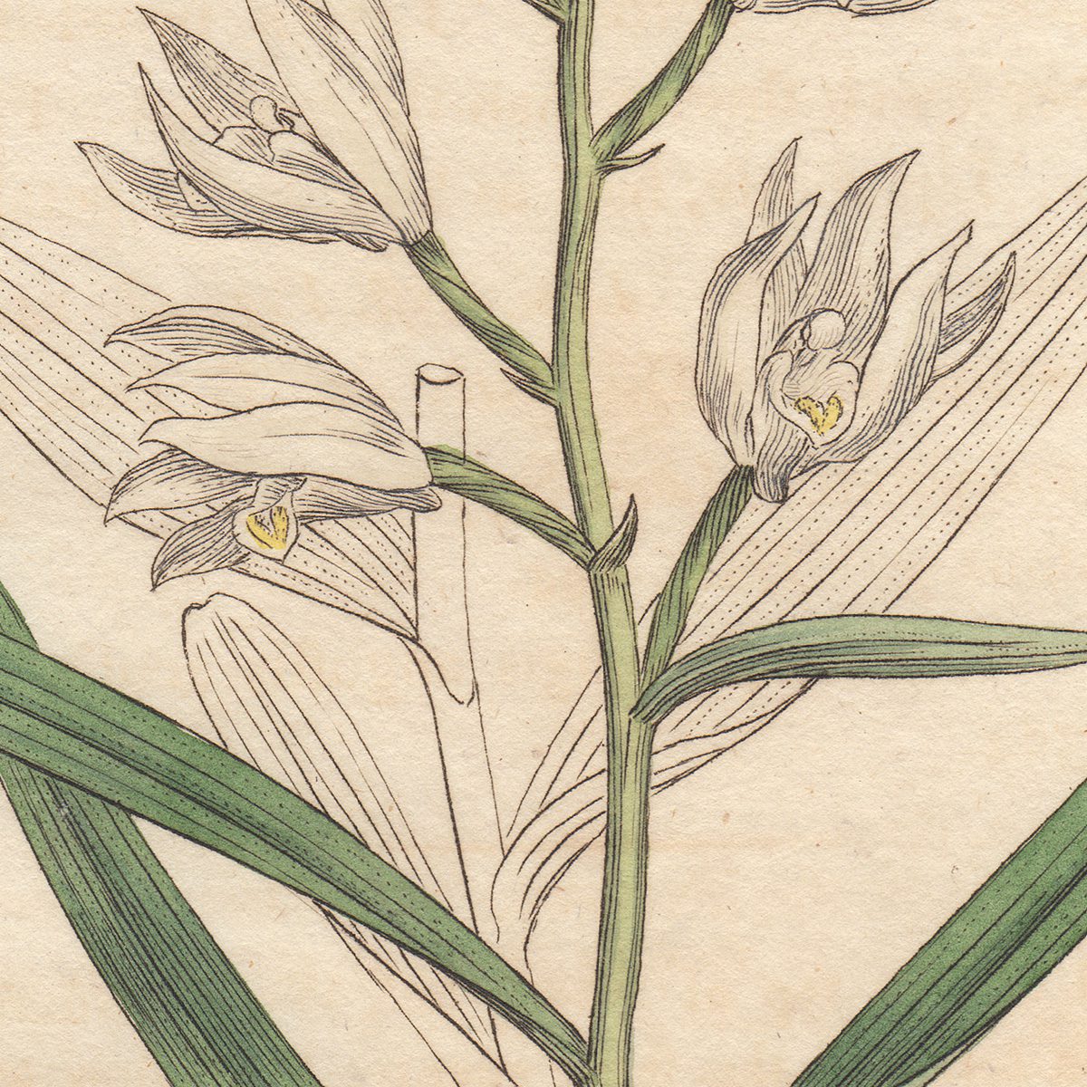 James Sowerby English Botany