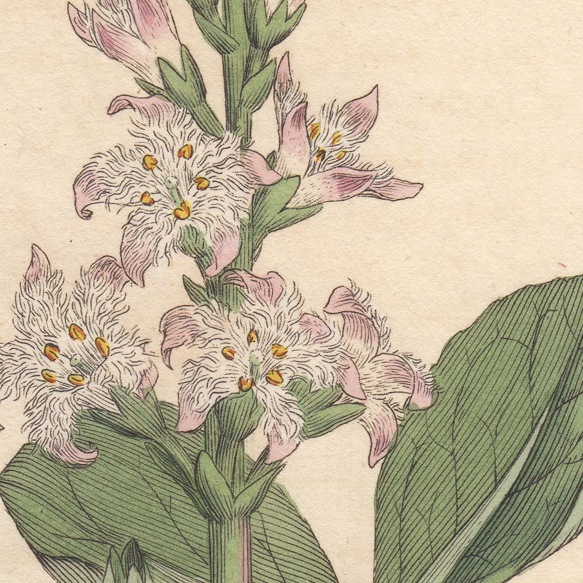 James Sowerby English Botany