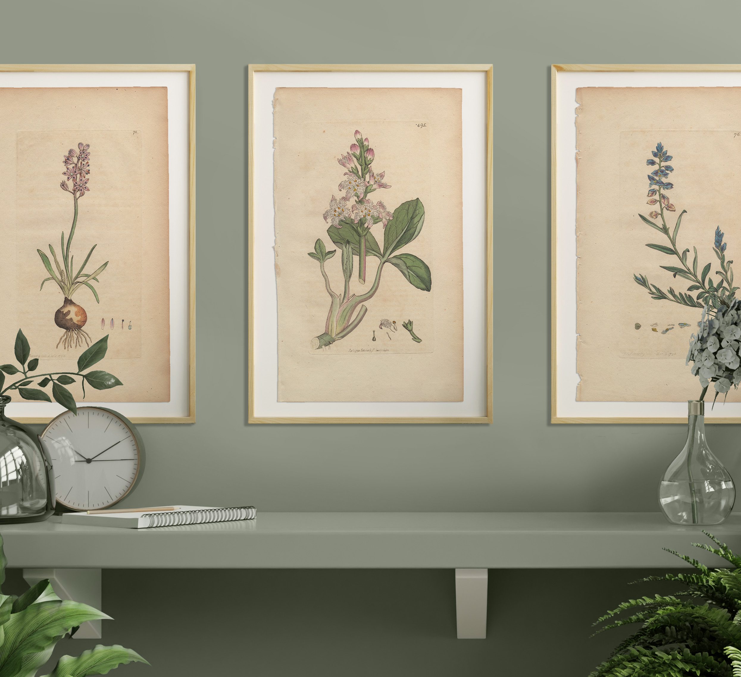 James Sowerby English Botany