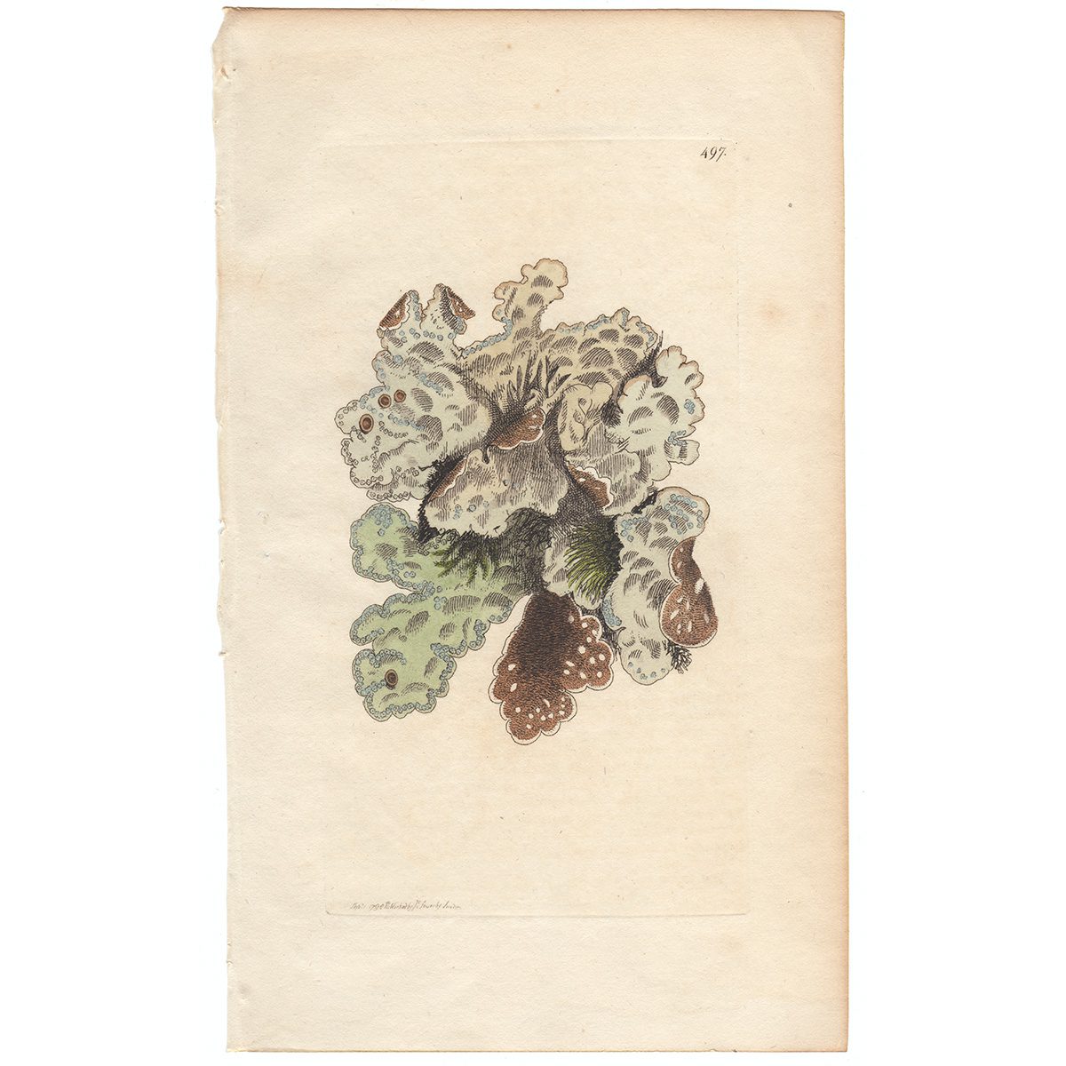 Sowerby Botany Plate 497 Pitted Lichen
