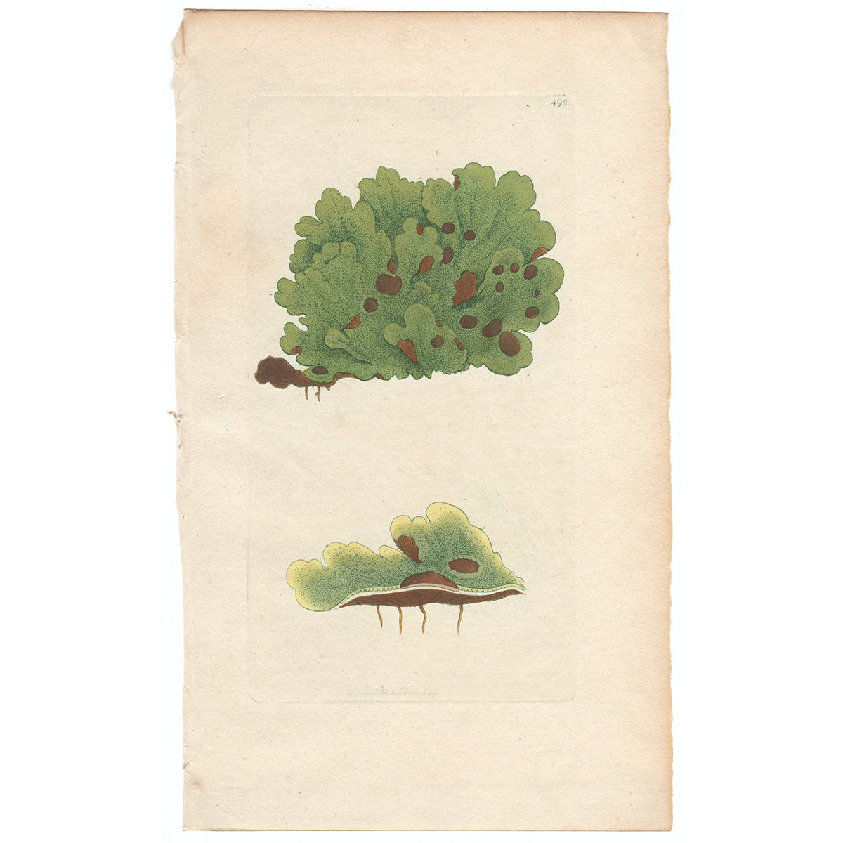 Sowerby Botany Plate 498 Saffron-coloured Lichen