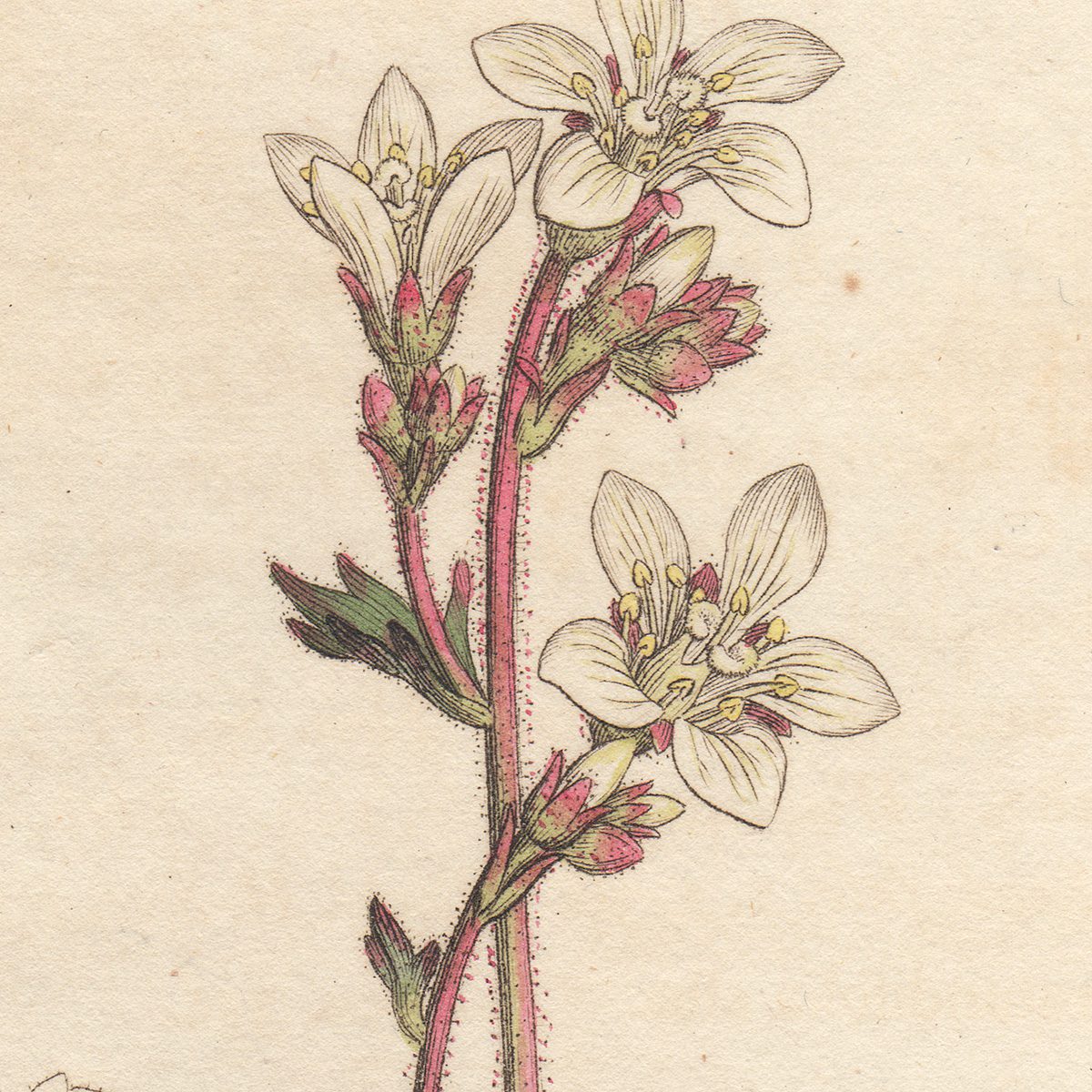 James Sowerby English Botany