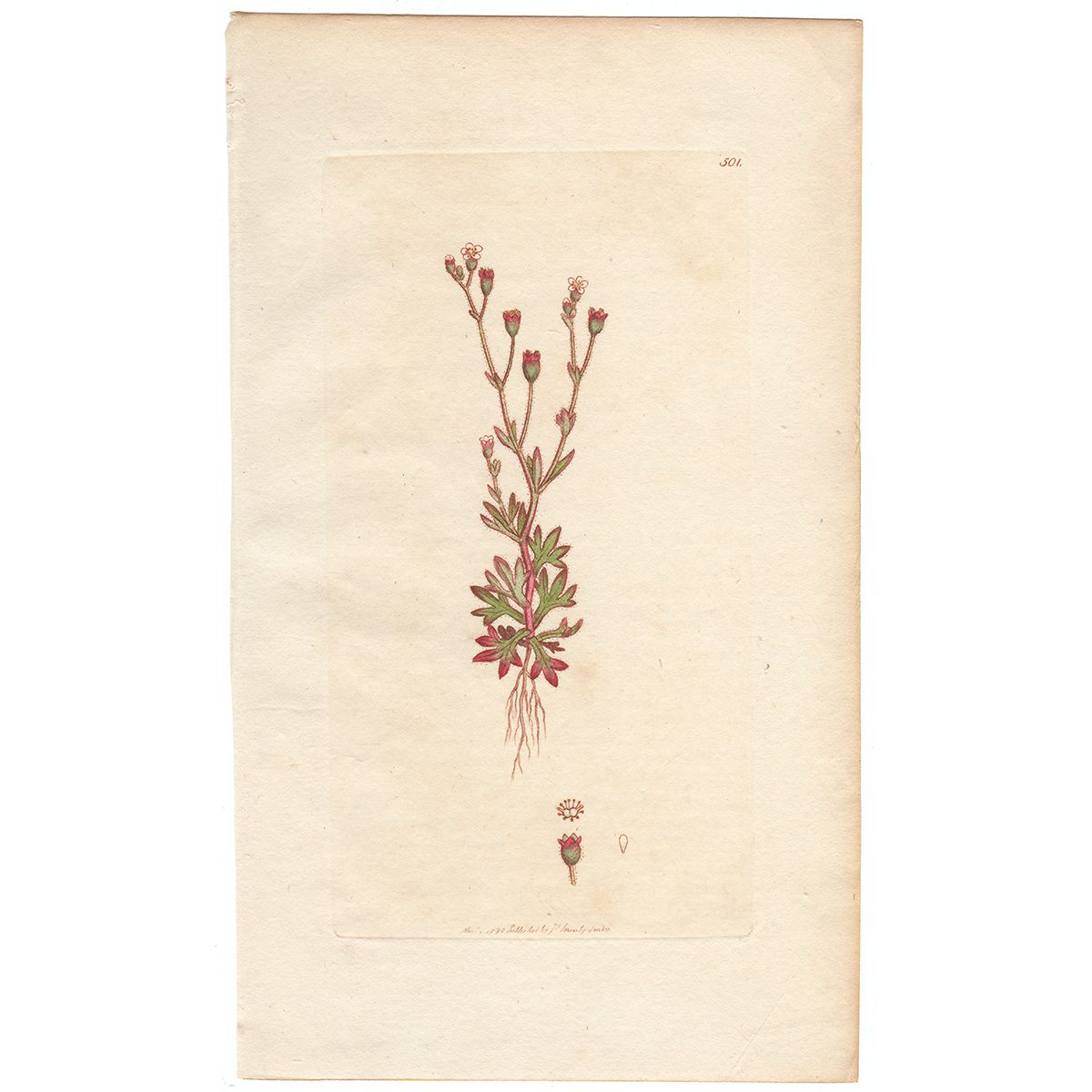 Sowerby Botany Plate 501 Rue-leaved Saxifrage