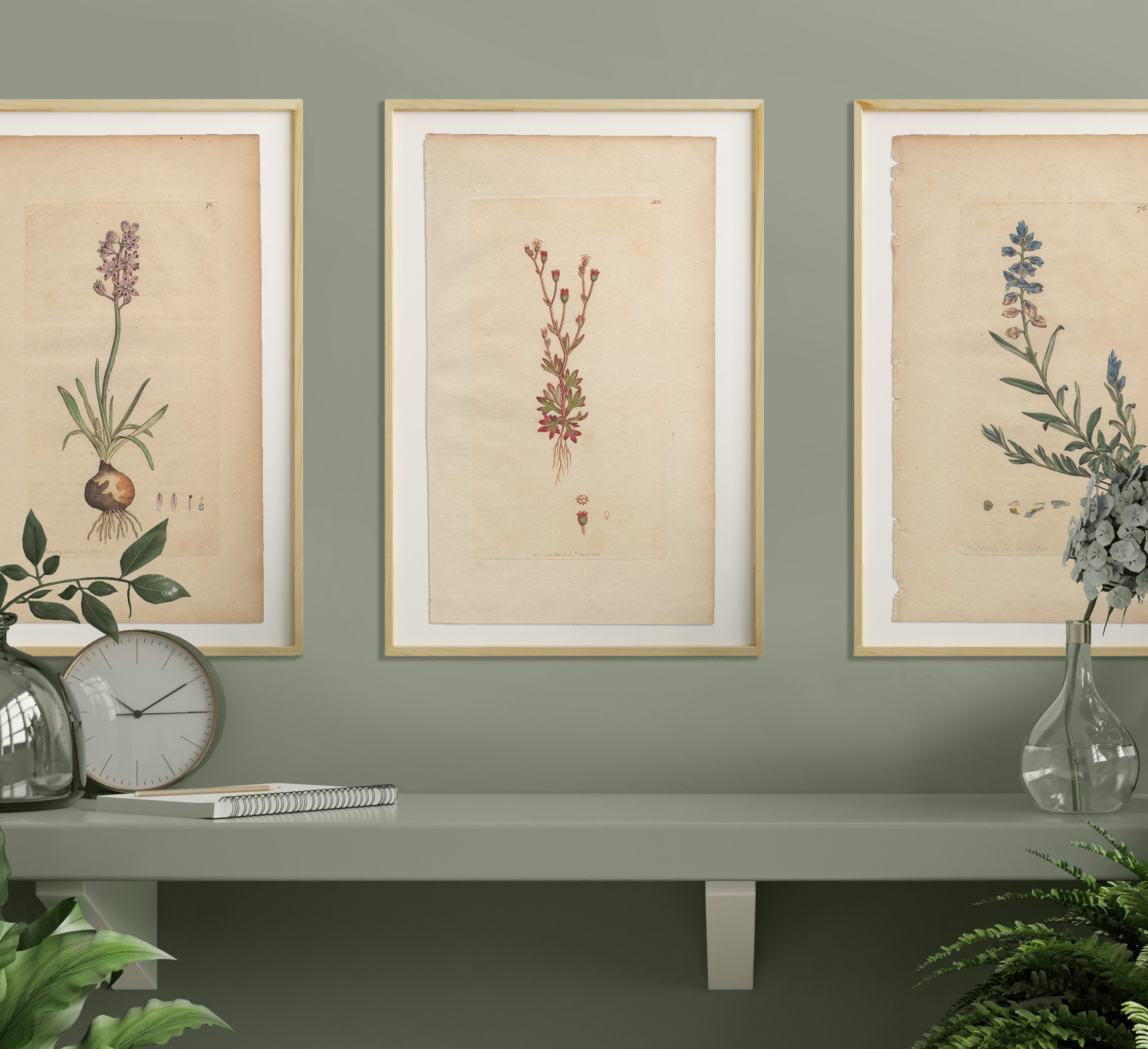 James Sowerby English Botany