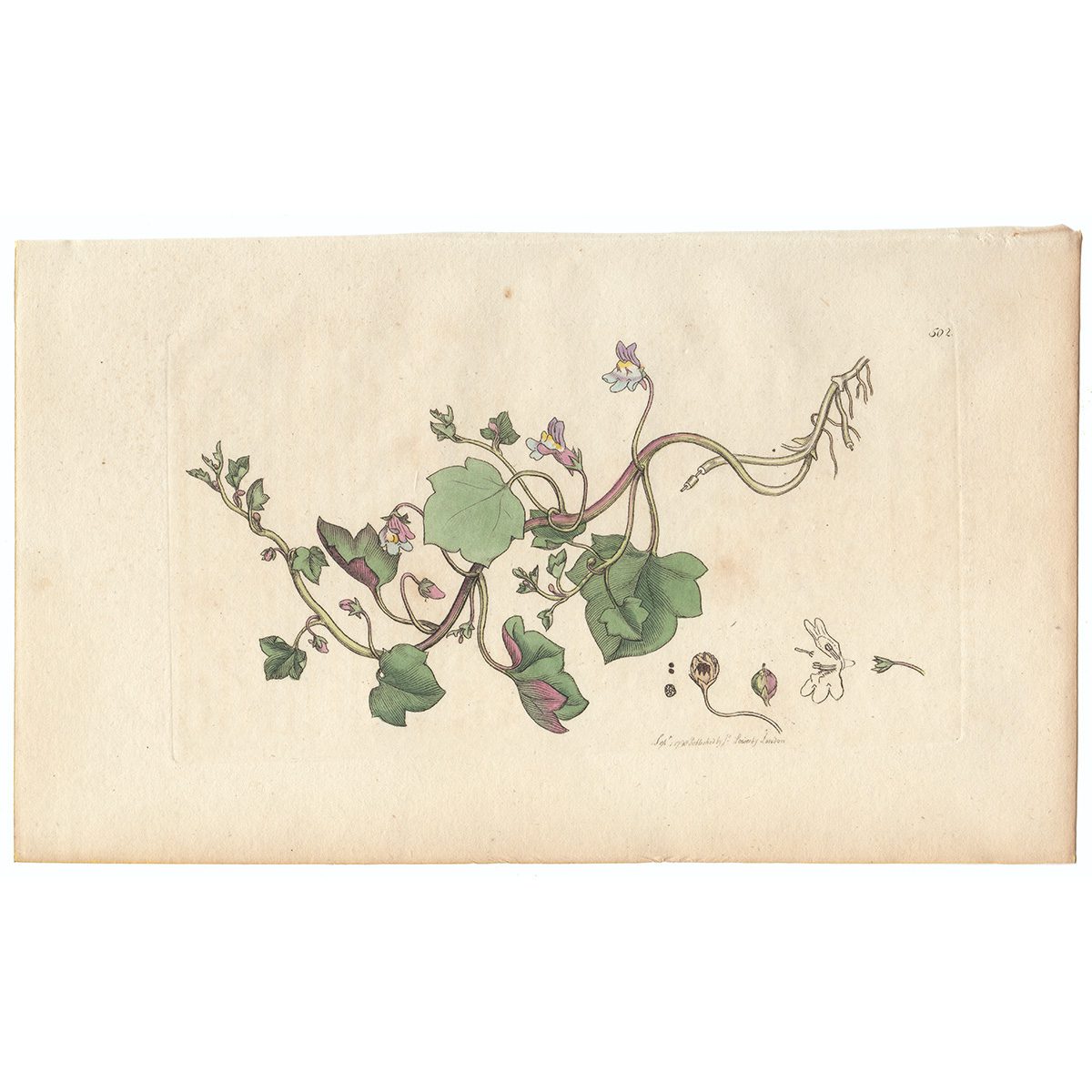 Sowerby Botany Plate 502 Ivy-leaved Snapdragon