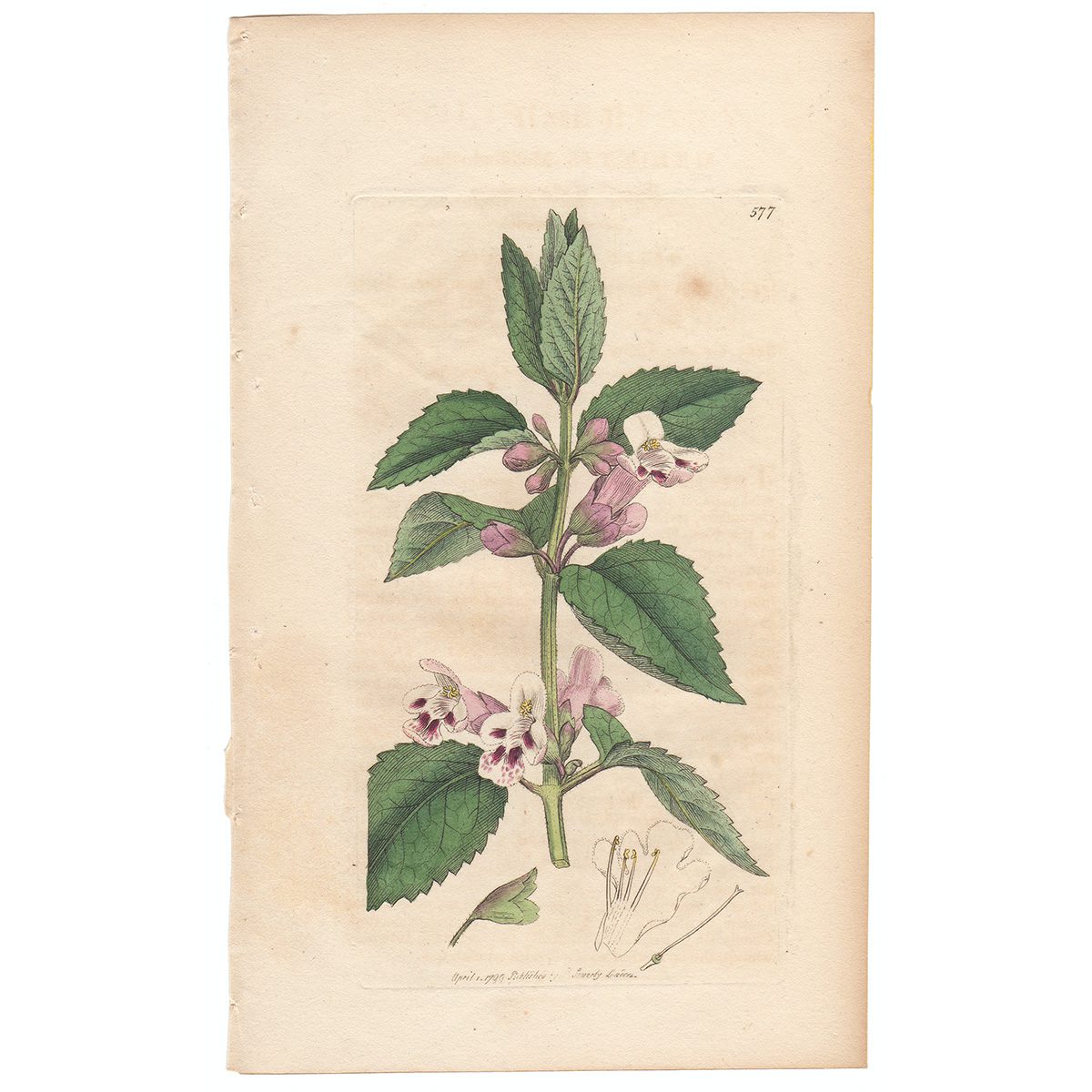Sowerby Botany Plate 577 Reddish Bastard-Balm