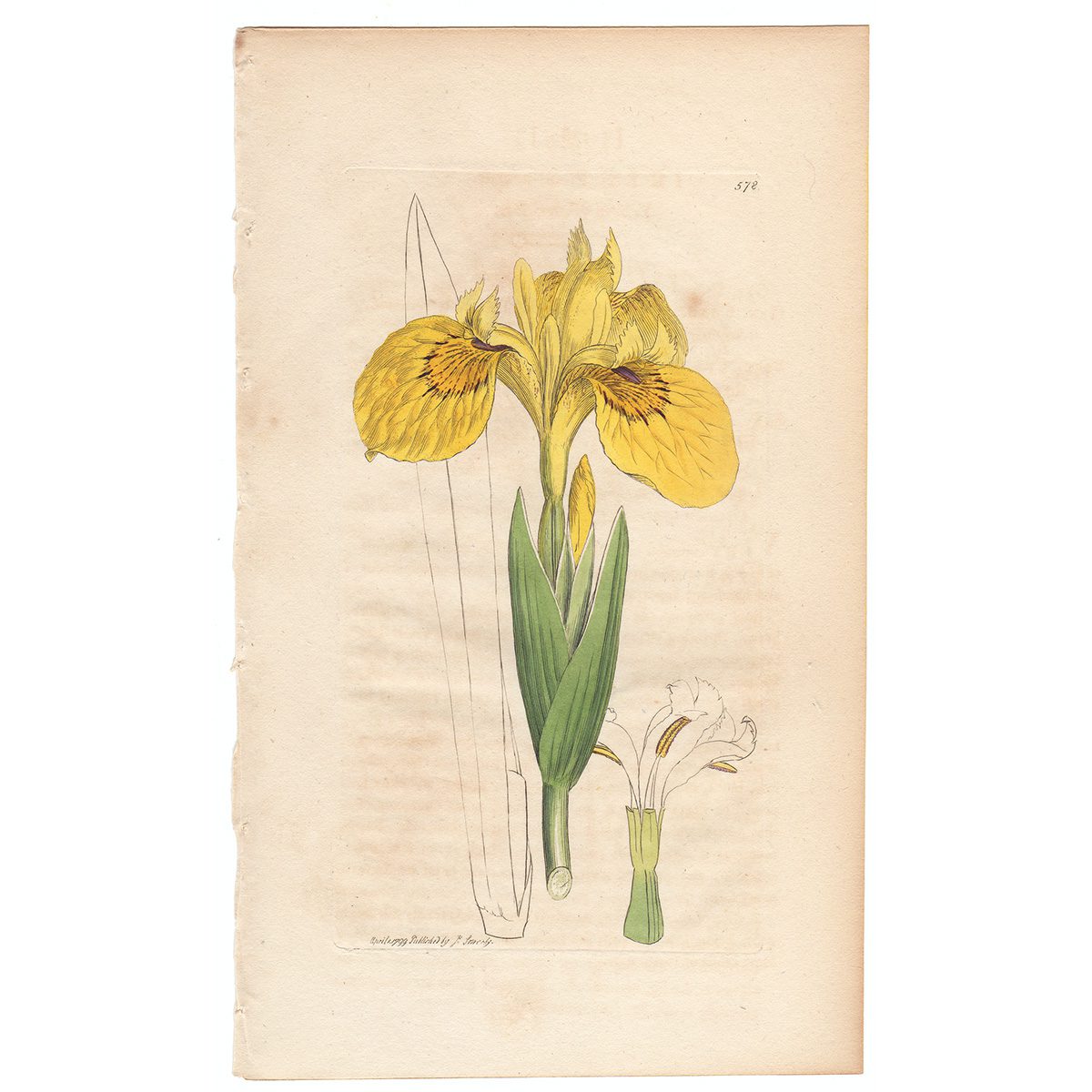 Sowerby Botany Plate 578 Yellow Water-Iris