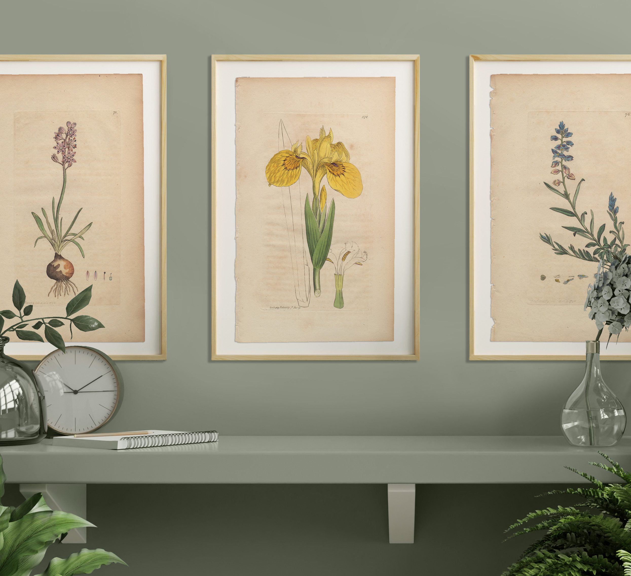 James Sowerby English Botany