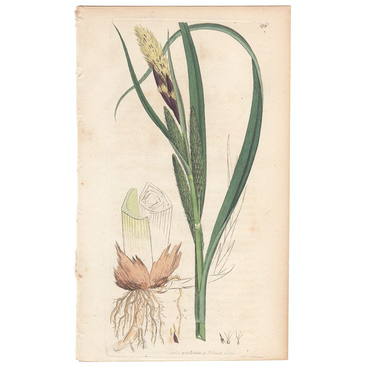 Sowerby Botany Plate 579 Great Carex