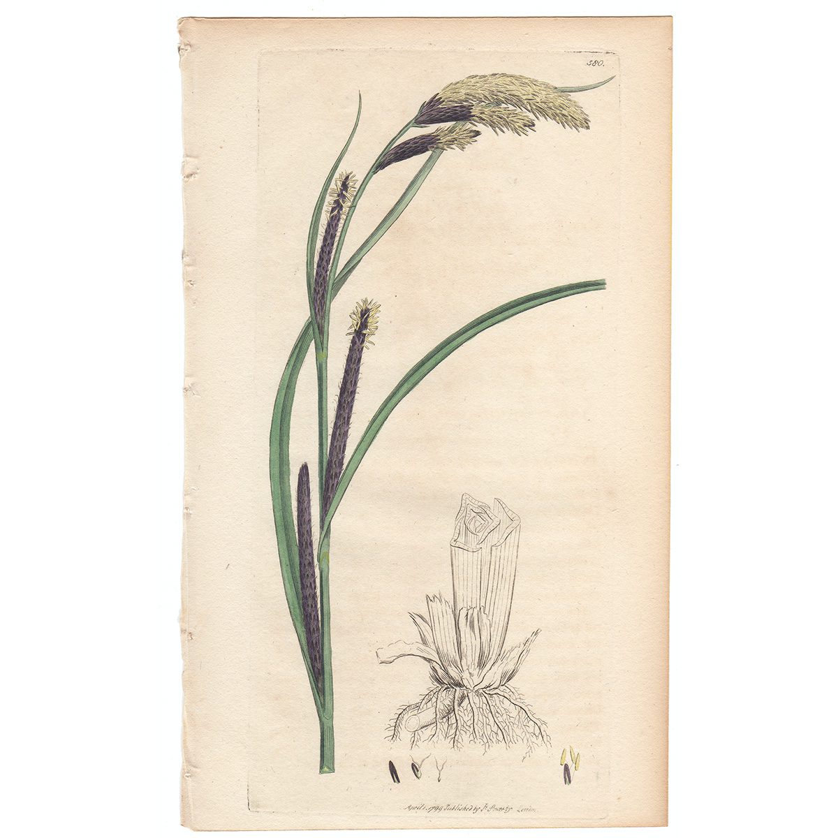Sowerby Botany Plate 580 Slender-spiked Carex