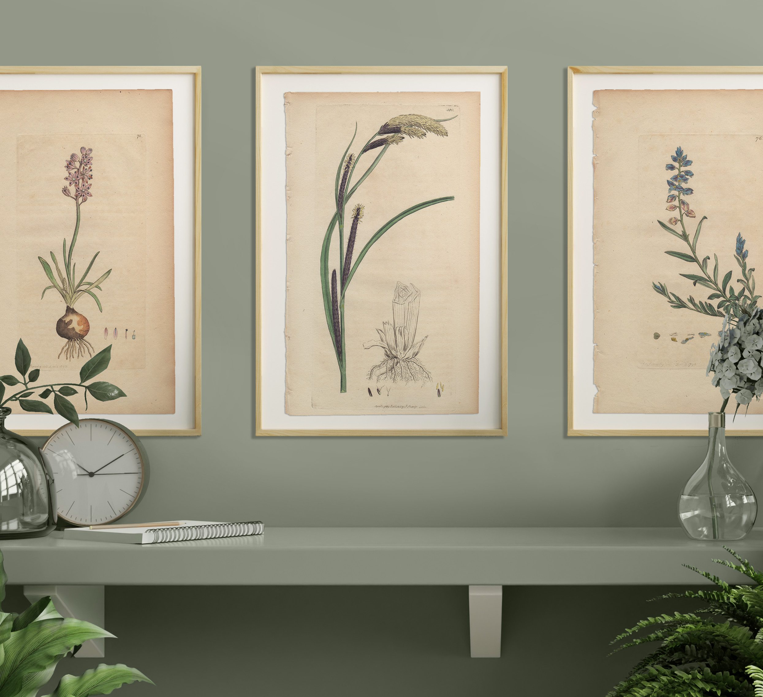 James Sowerby English Botany