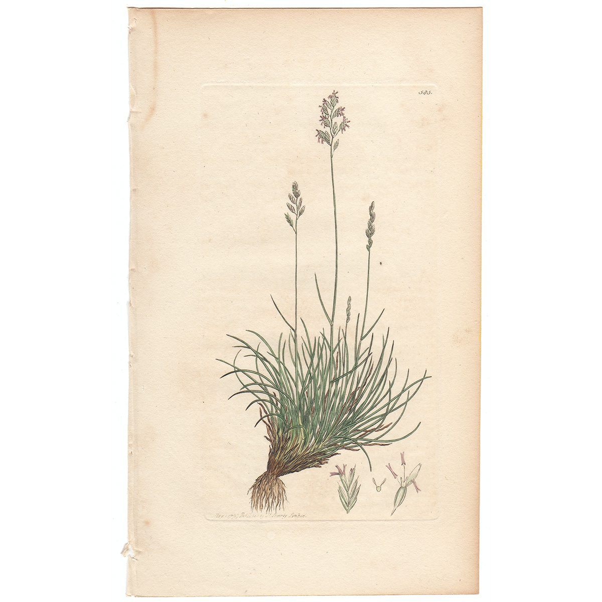 Sowerby Botany Plate 585 Sheep's Fescue-grass