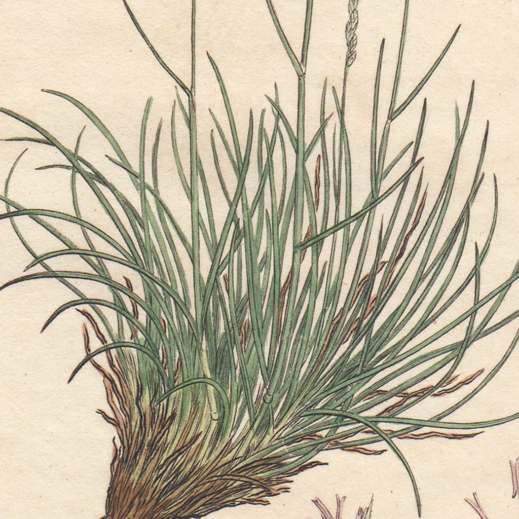 James Sowerby English Botany