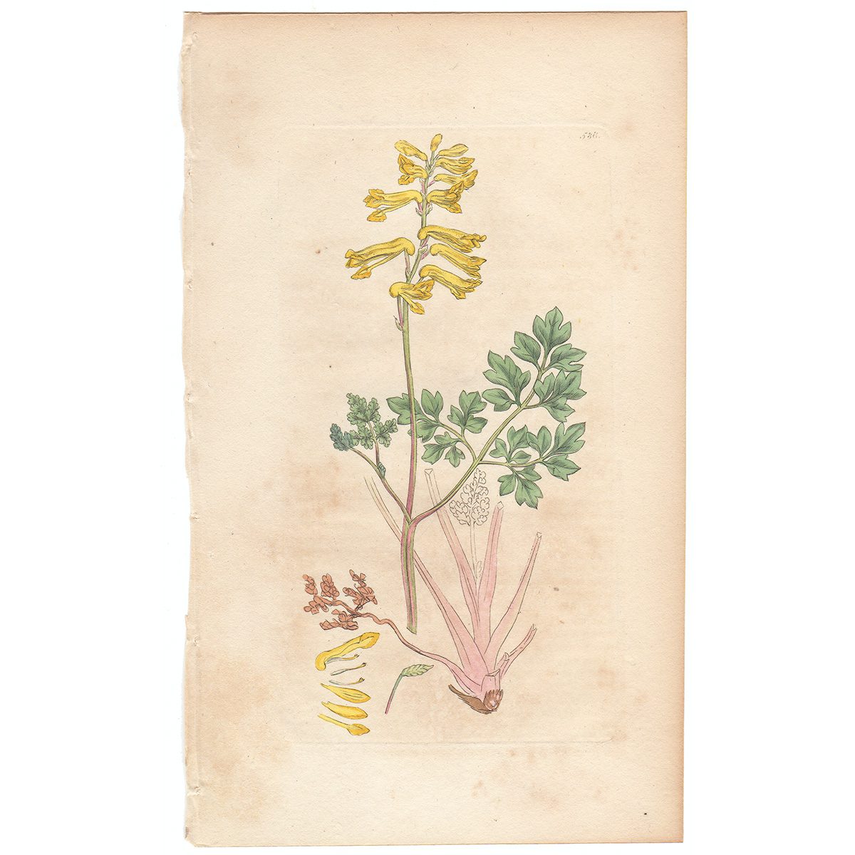 Sowerby Botany Plate 588 Yellow Fumitory