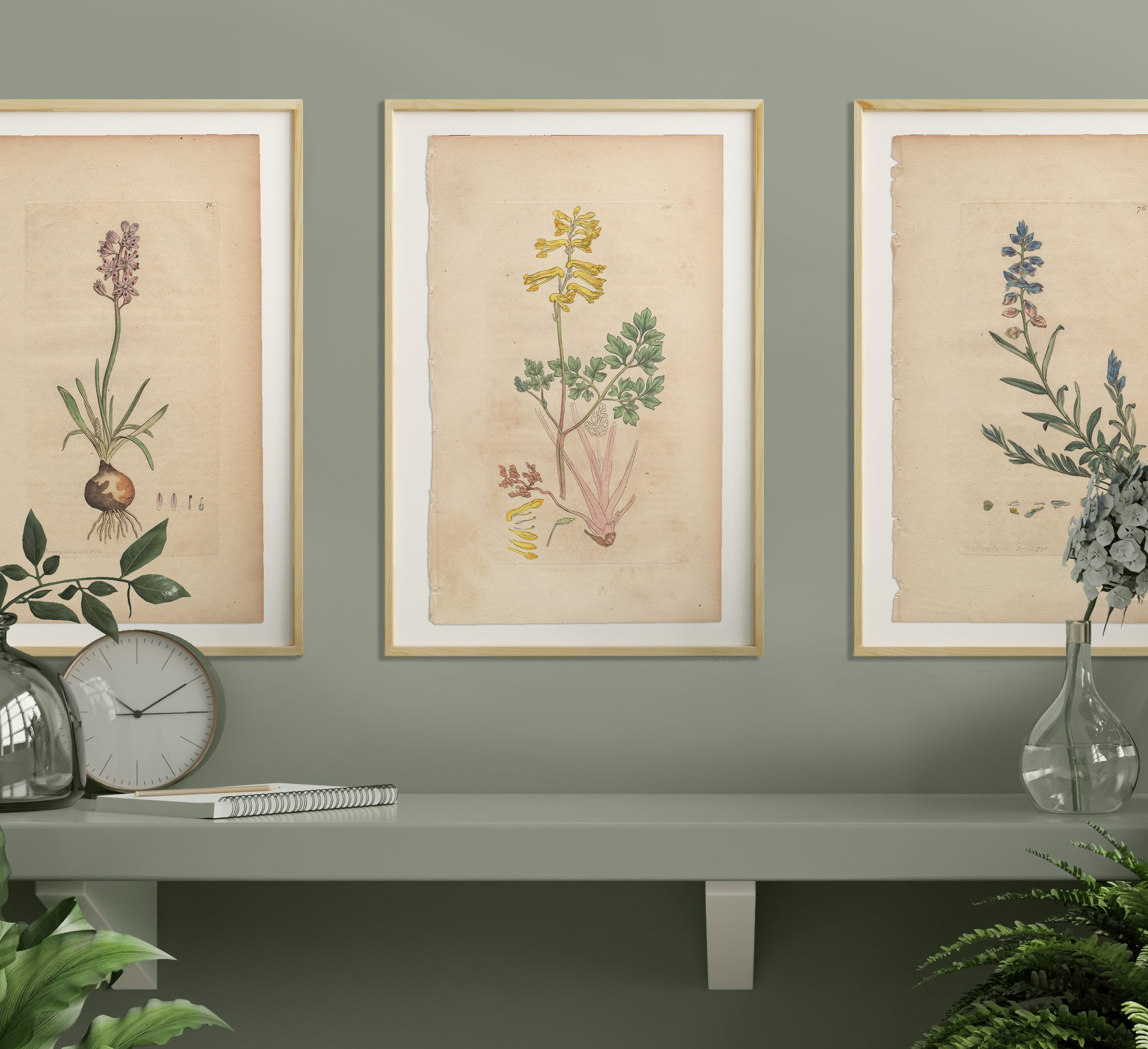 James Sowerby English Botany