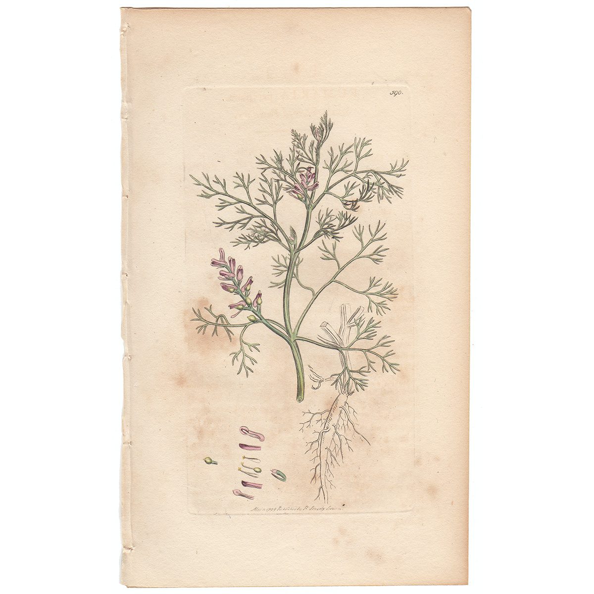 Sowerby Botany Plate 590 Small-flowered Fumitory