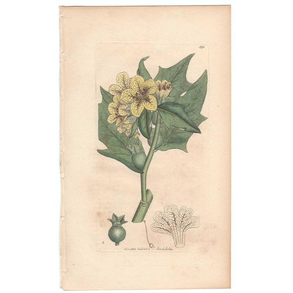 Sowerby Botany Plate 591 Common Henbane