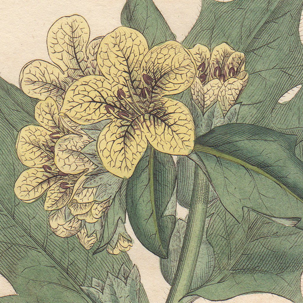 James Sowerby English Botany