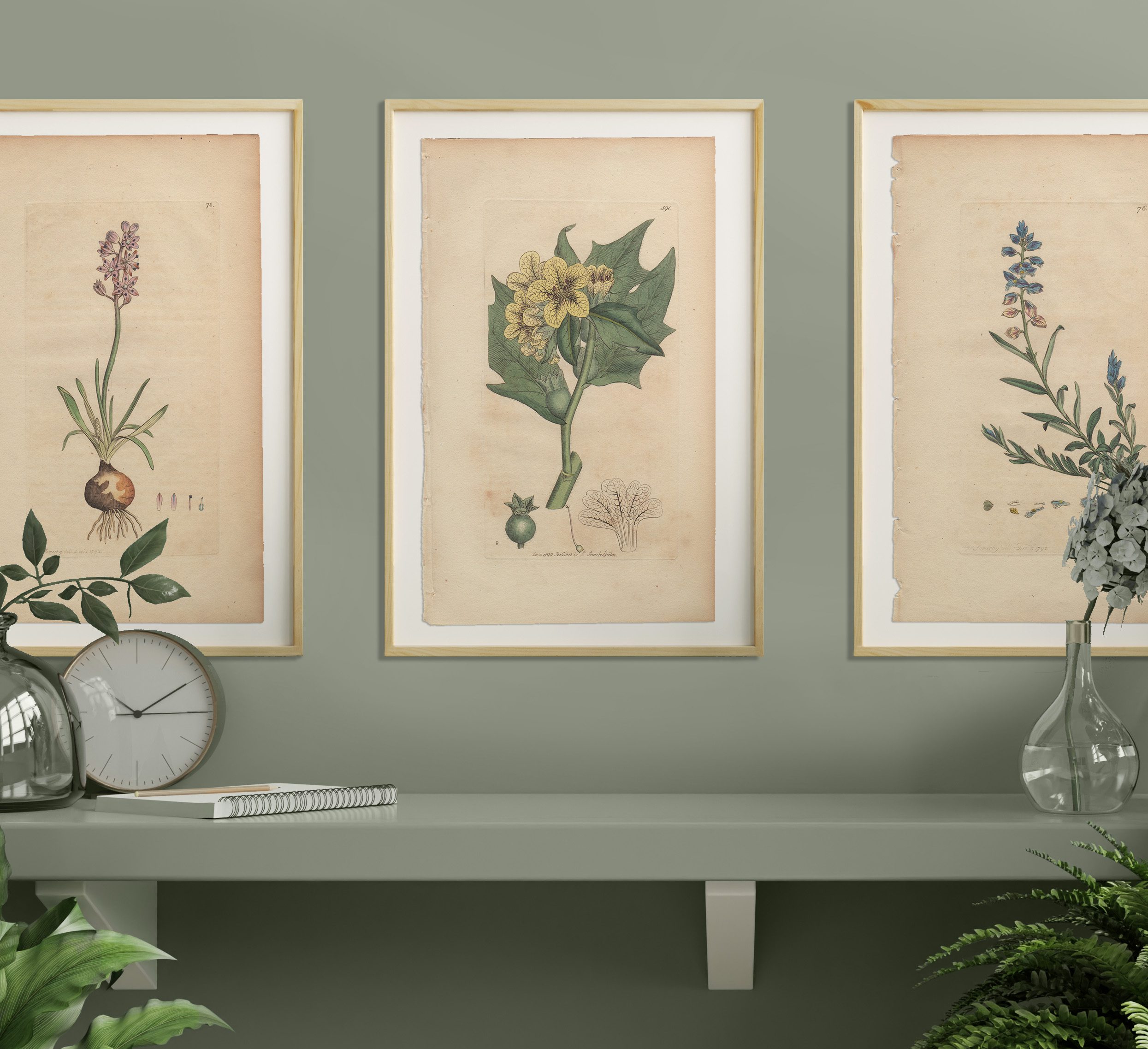 James Sowerby English Botany