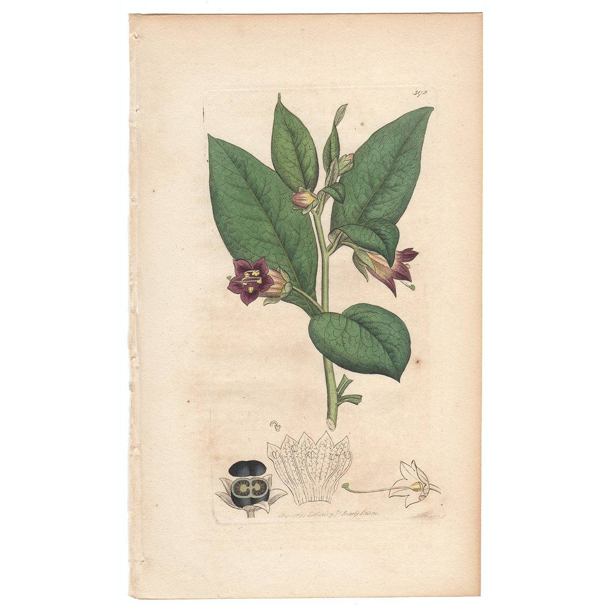 Sowerby Botany Plate 592 Dwale, or Deadly Nightshade
