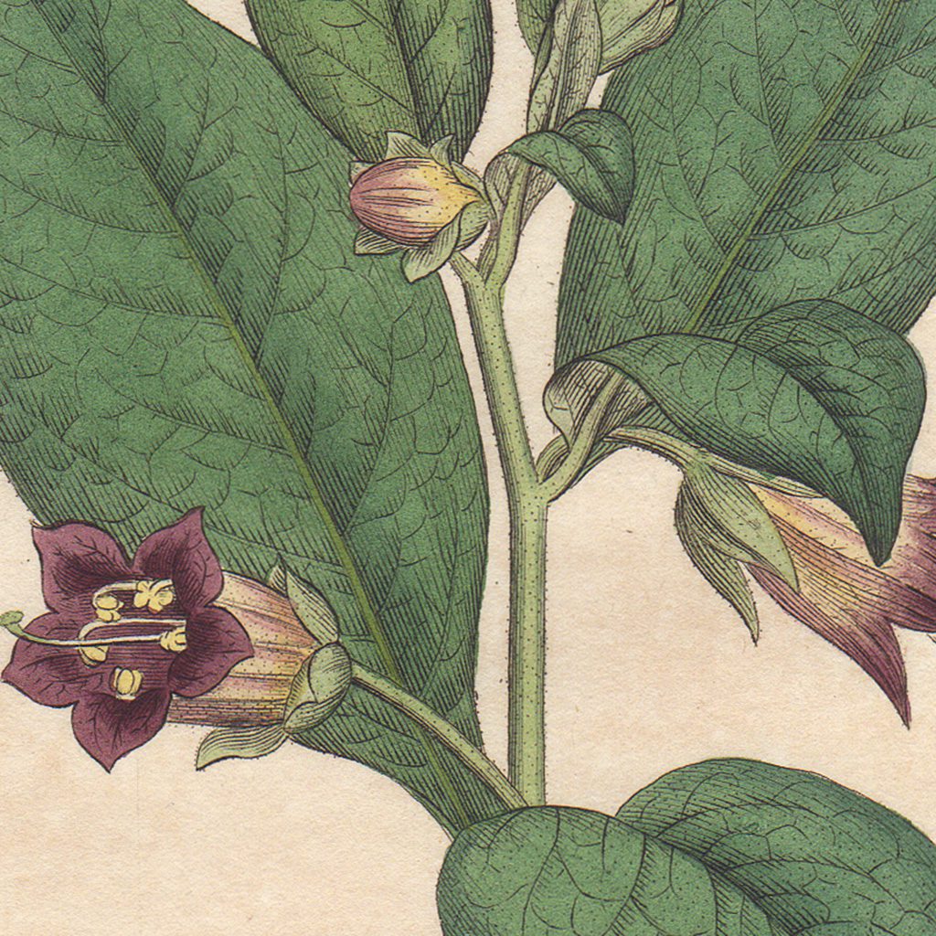 James Sowerby English Botany