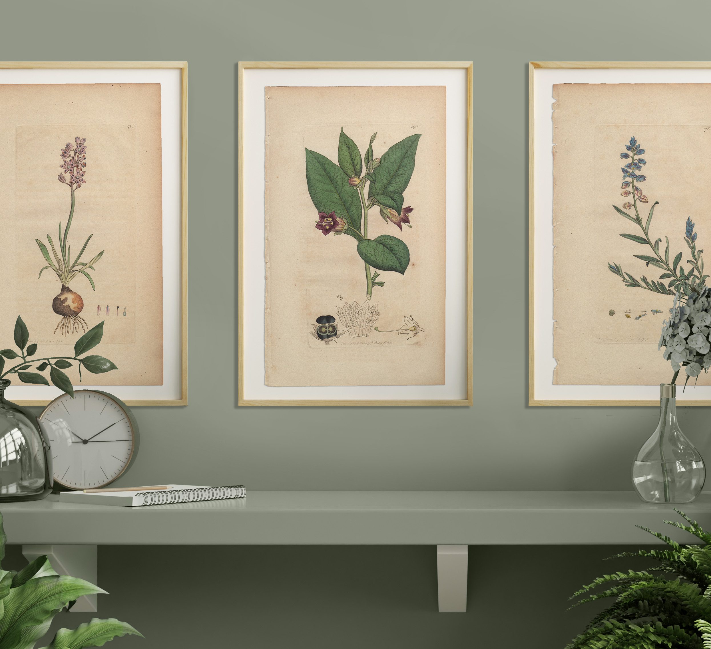 James Sowerby English Botany