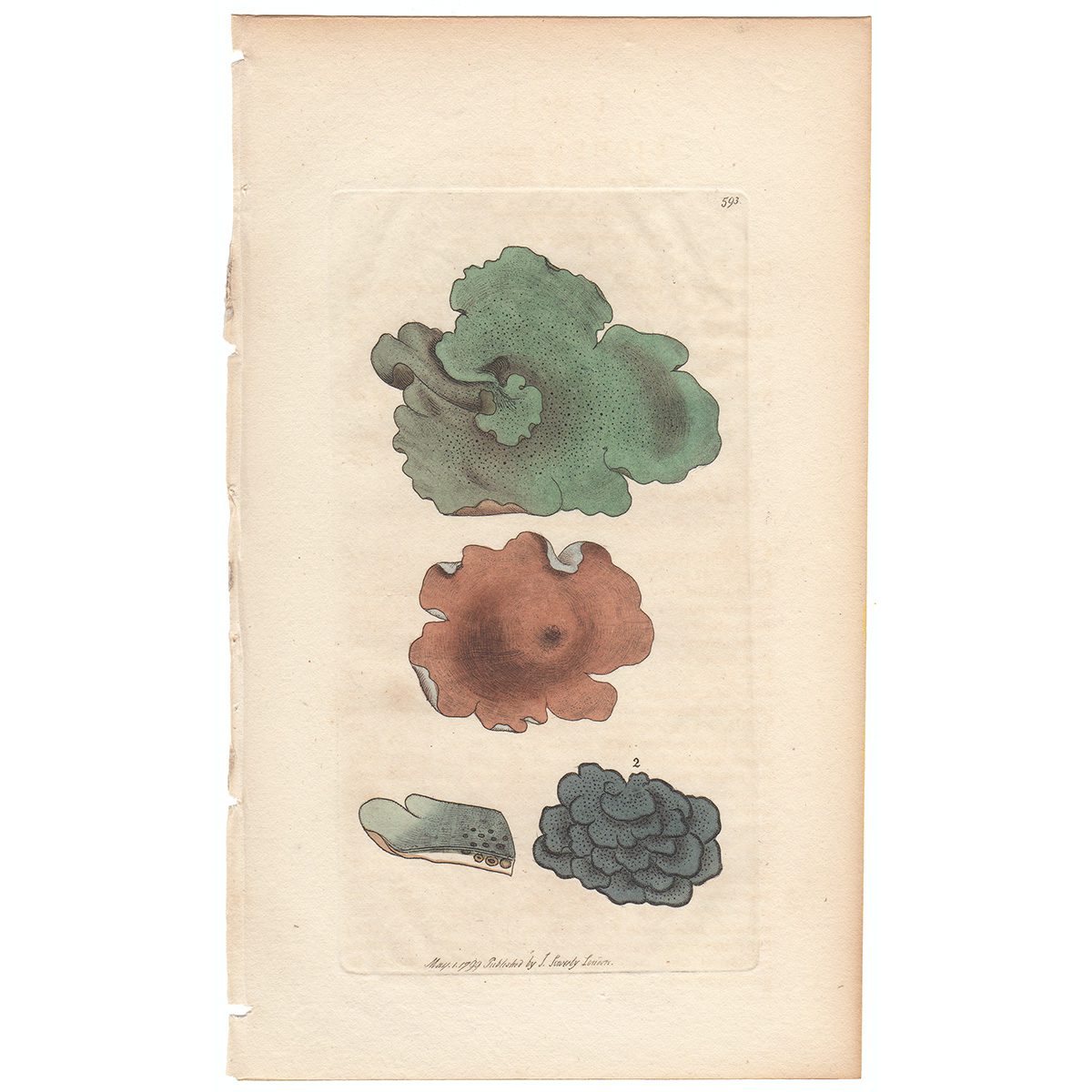 Sowerby Botany Plate 593 Grey cloudy Lichen