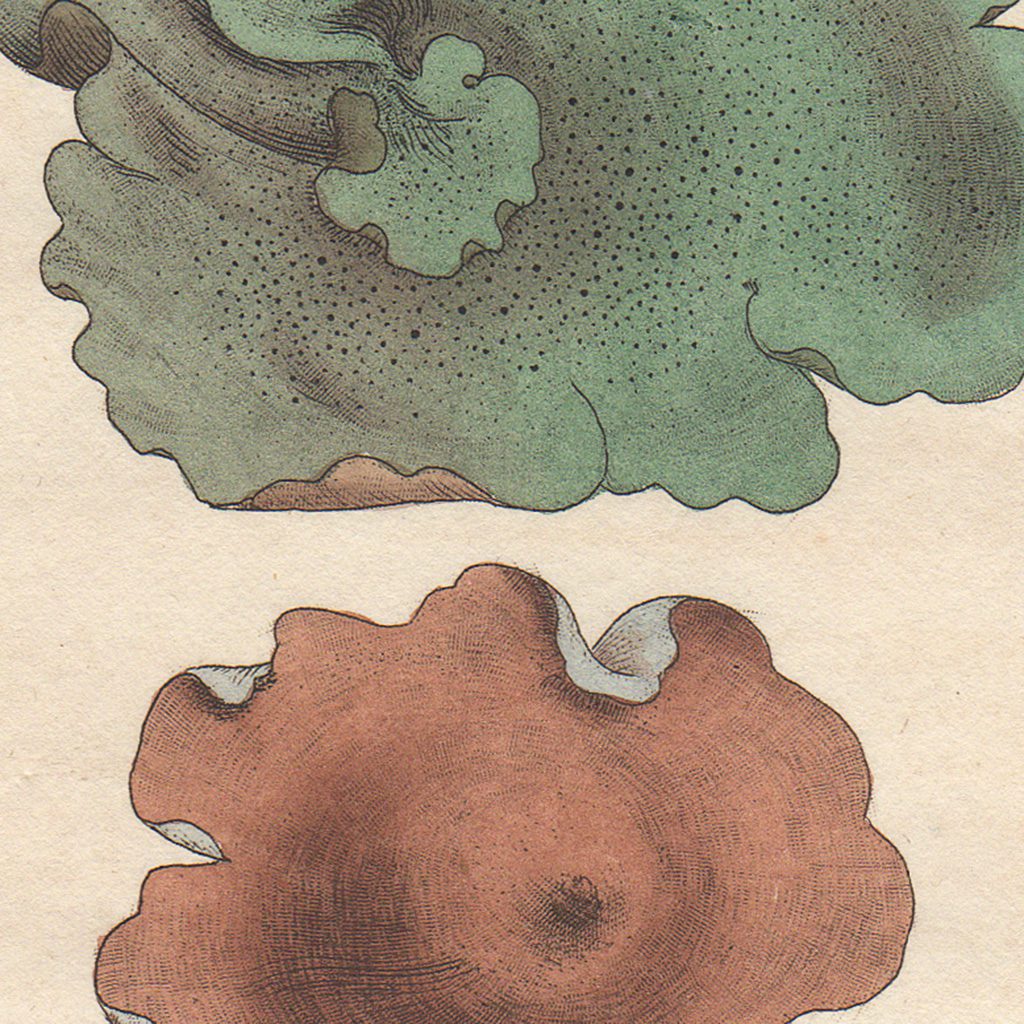 James Sowerby English Botany