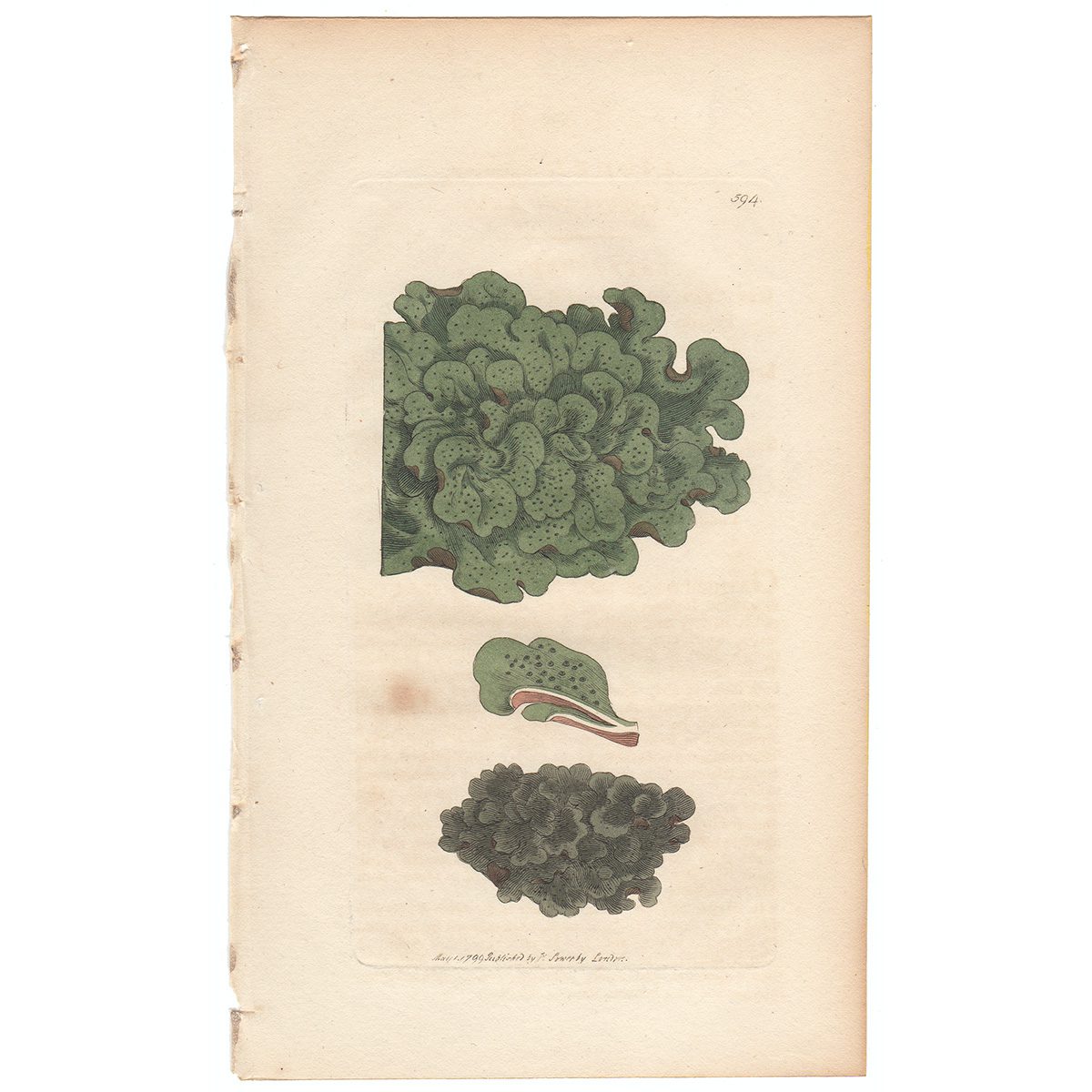 Sowerby Botany Plate 594 Clustered water Lichen