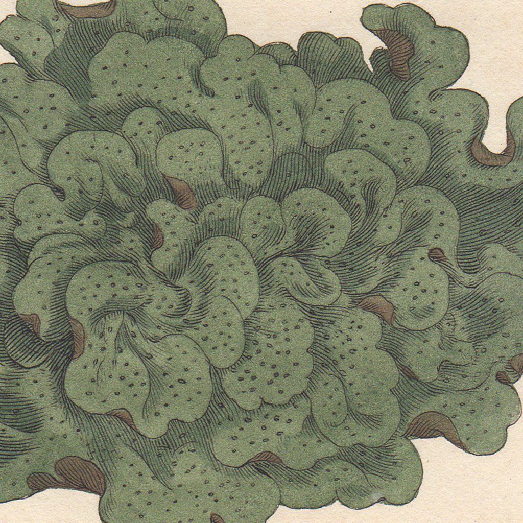 James Sowerby English Botany