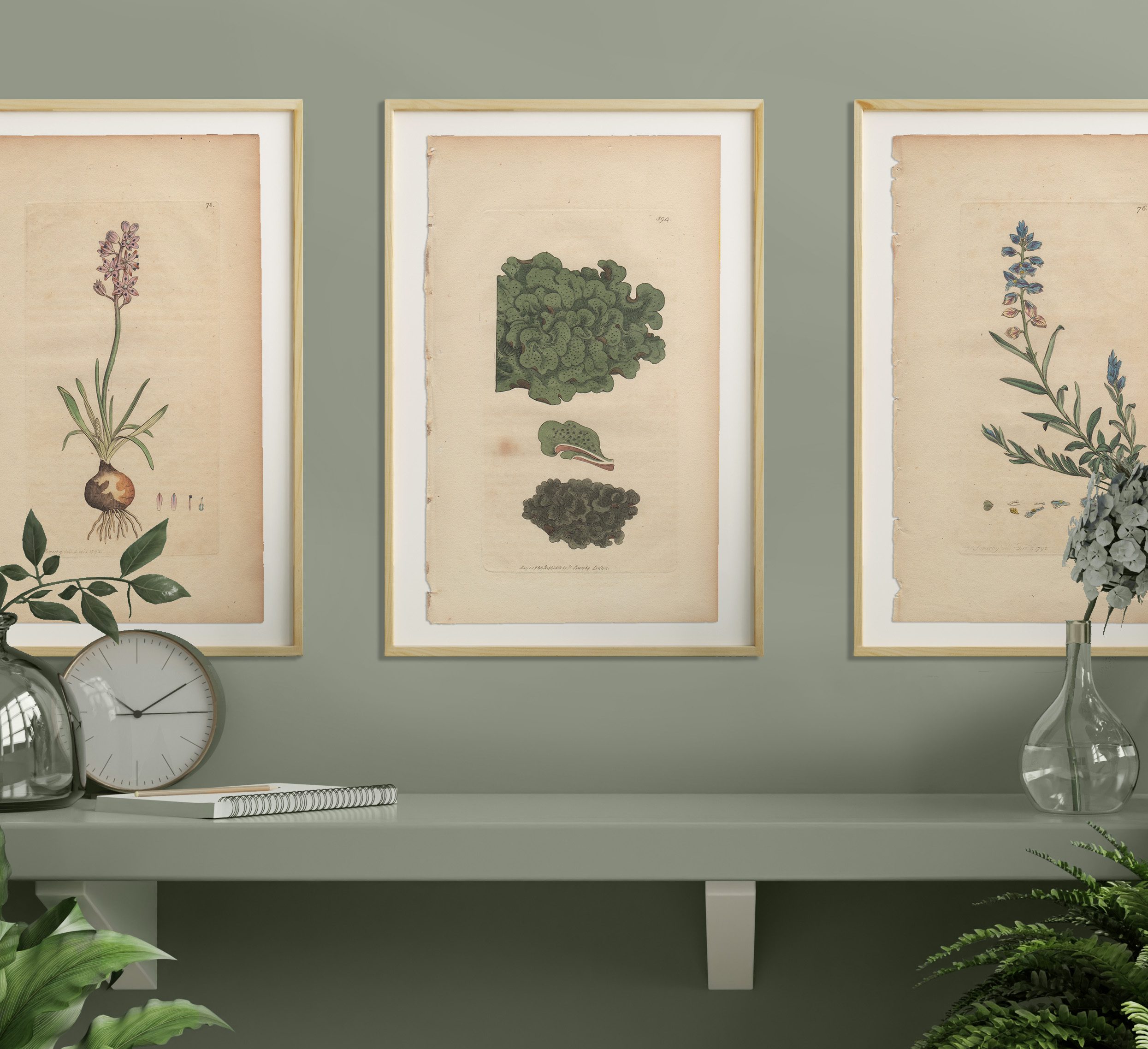 James Sowerby English Botany