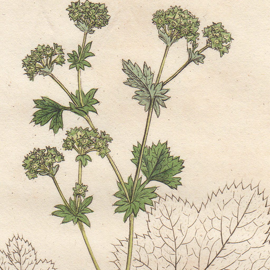 James Sowerby English Botany