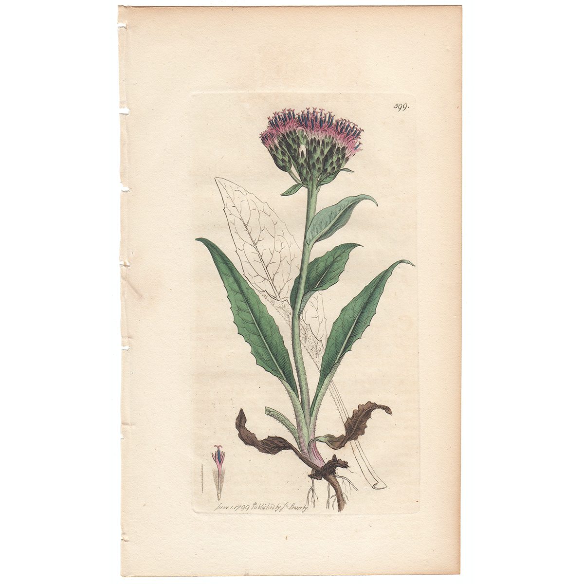 Sowerby Botany Plate 599 Alpine Saw-Wort